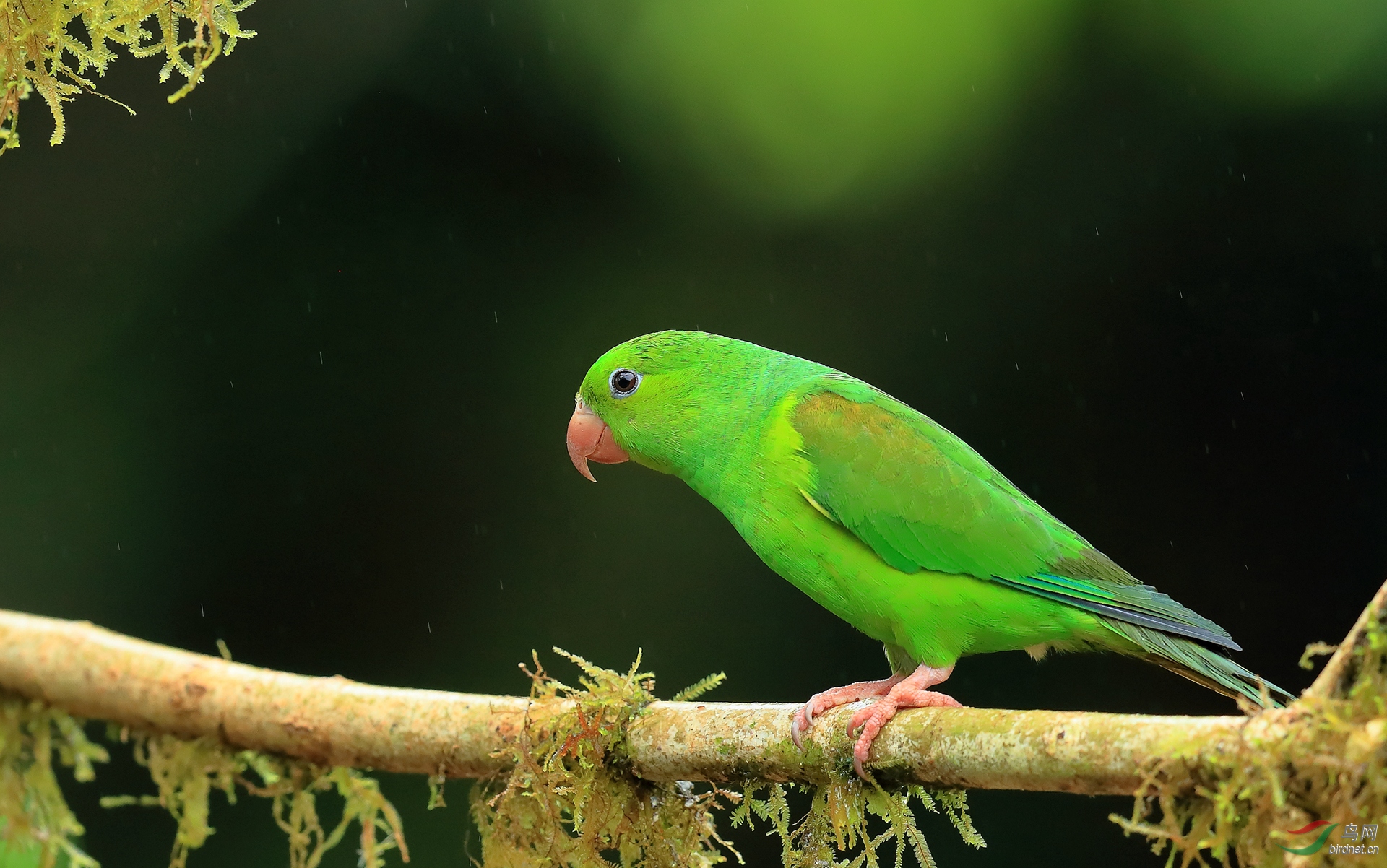 纯色鹦哥plain parakeet(特有).jpg