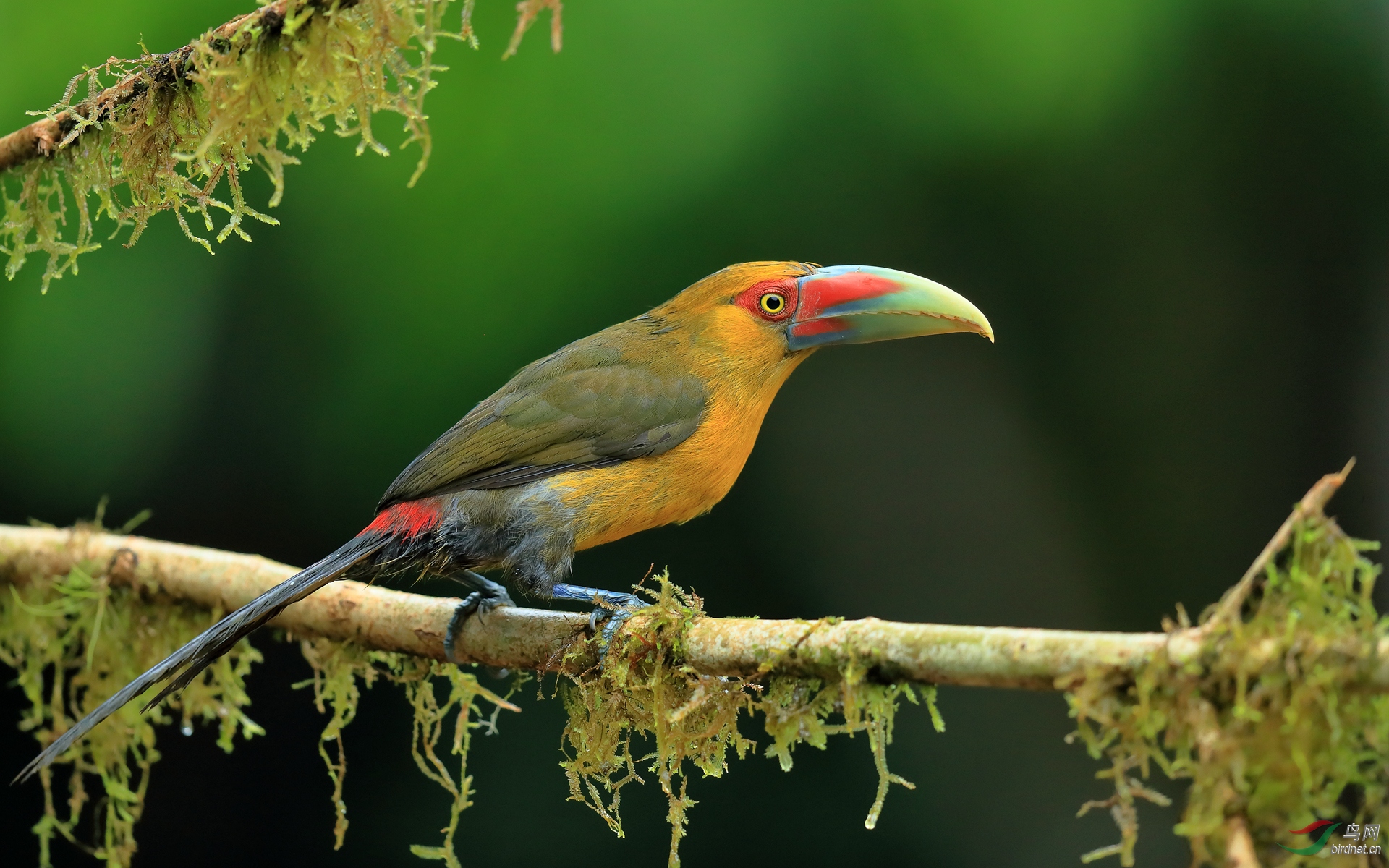 ��**����Saffron Toucanet����Σ��.jpg