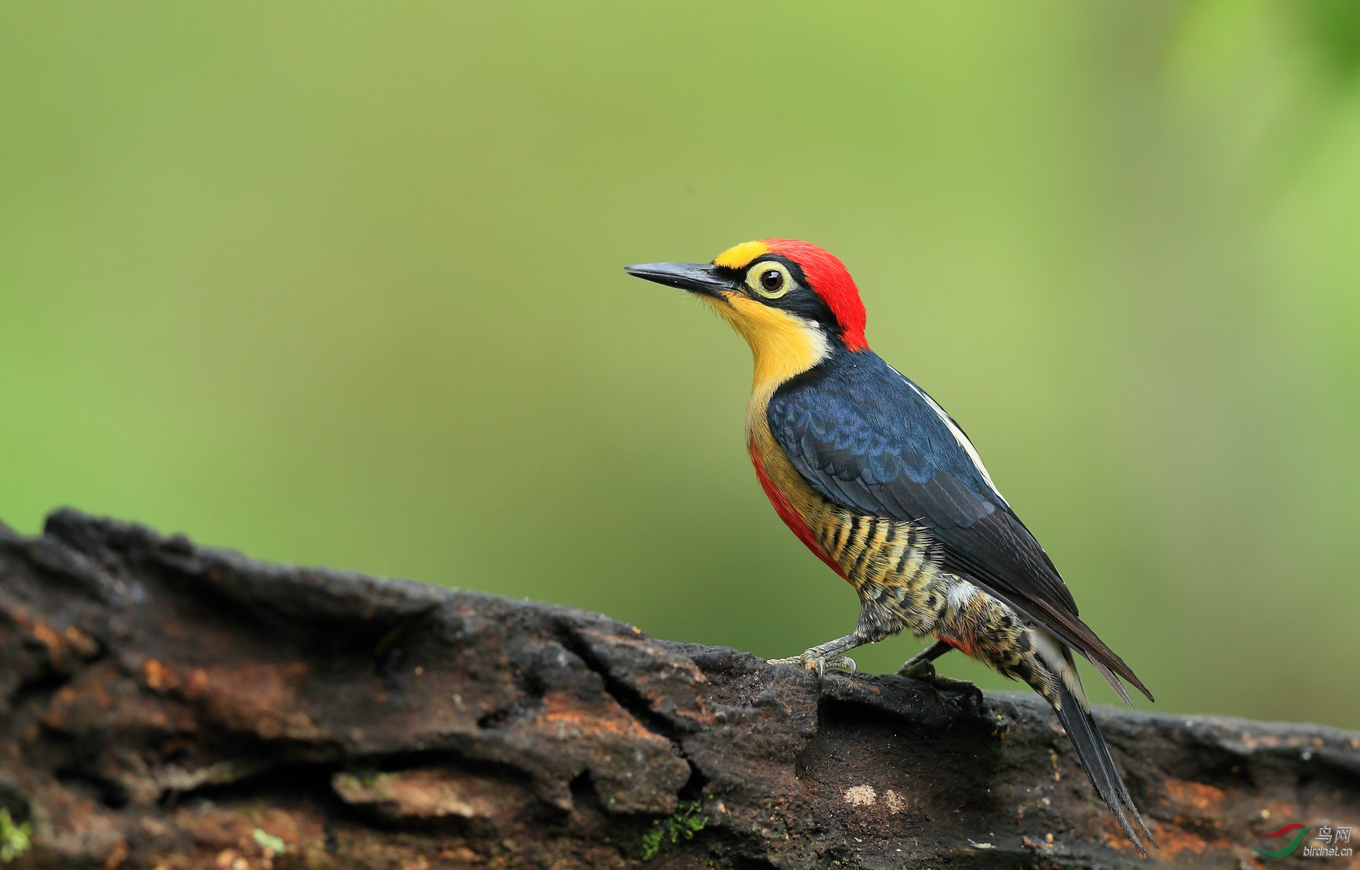 黄额啄木鸟yellow-fronted woodpecker.jpg