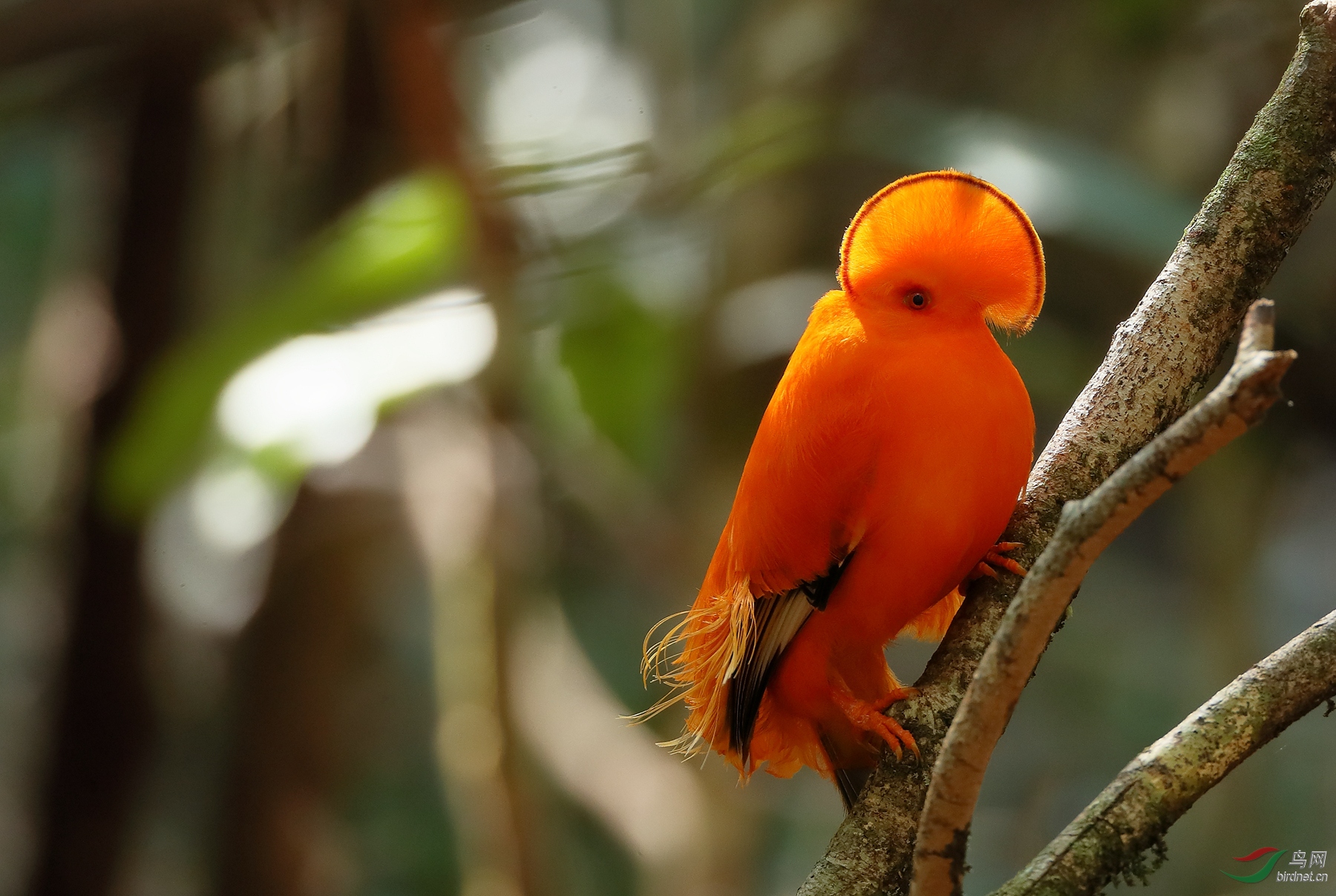 �����ǹ�ɡ��Guianan Cock-of-the-rock