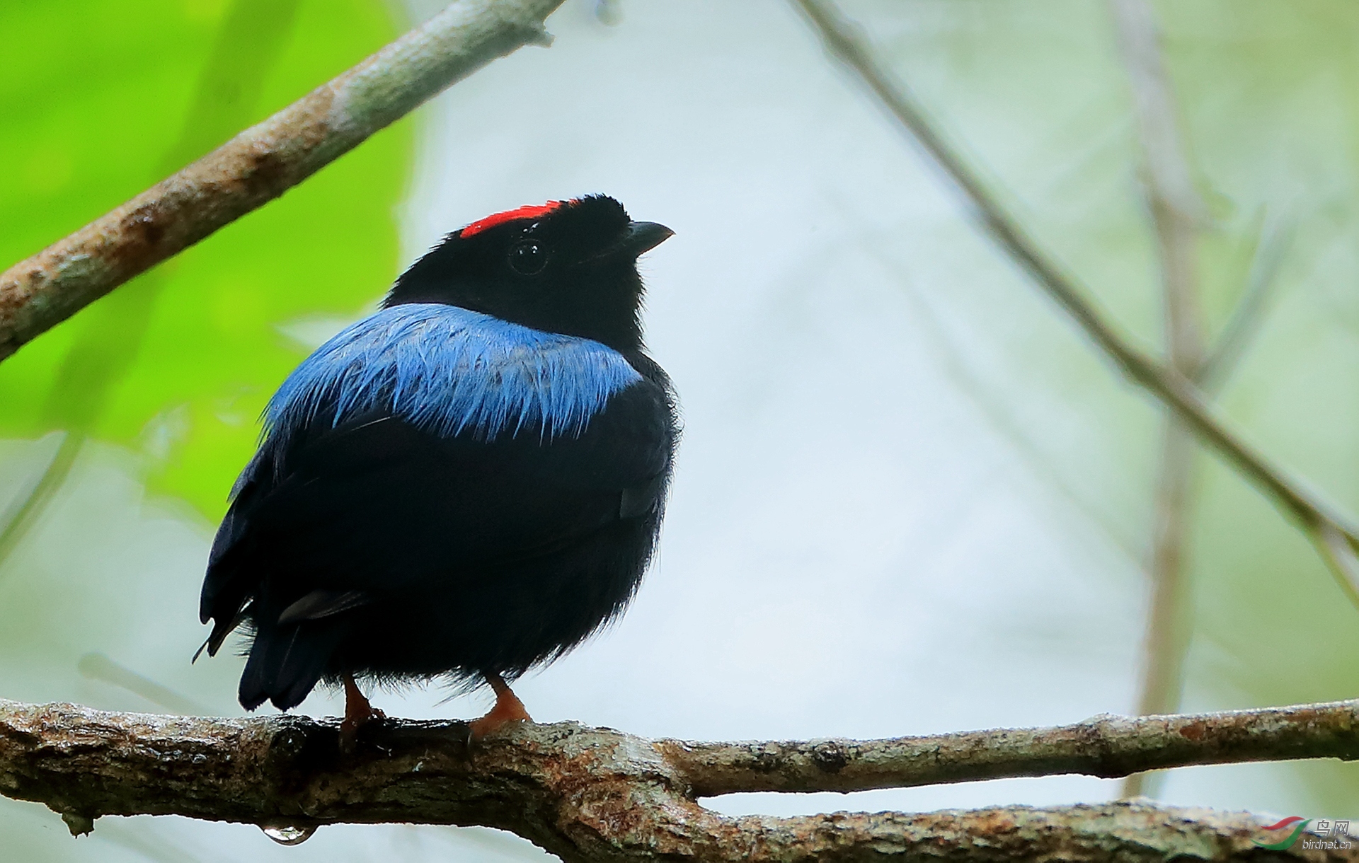 蓝背娇鹟blue-backed manakin.jpg