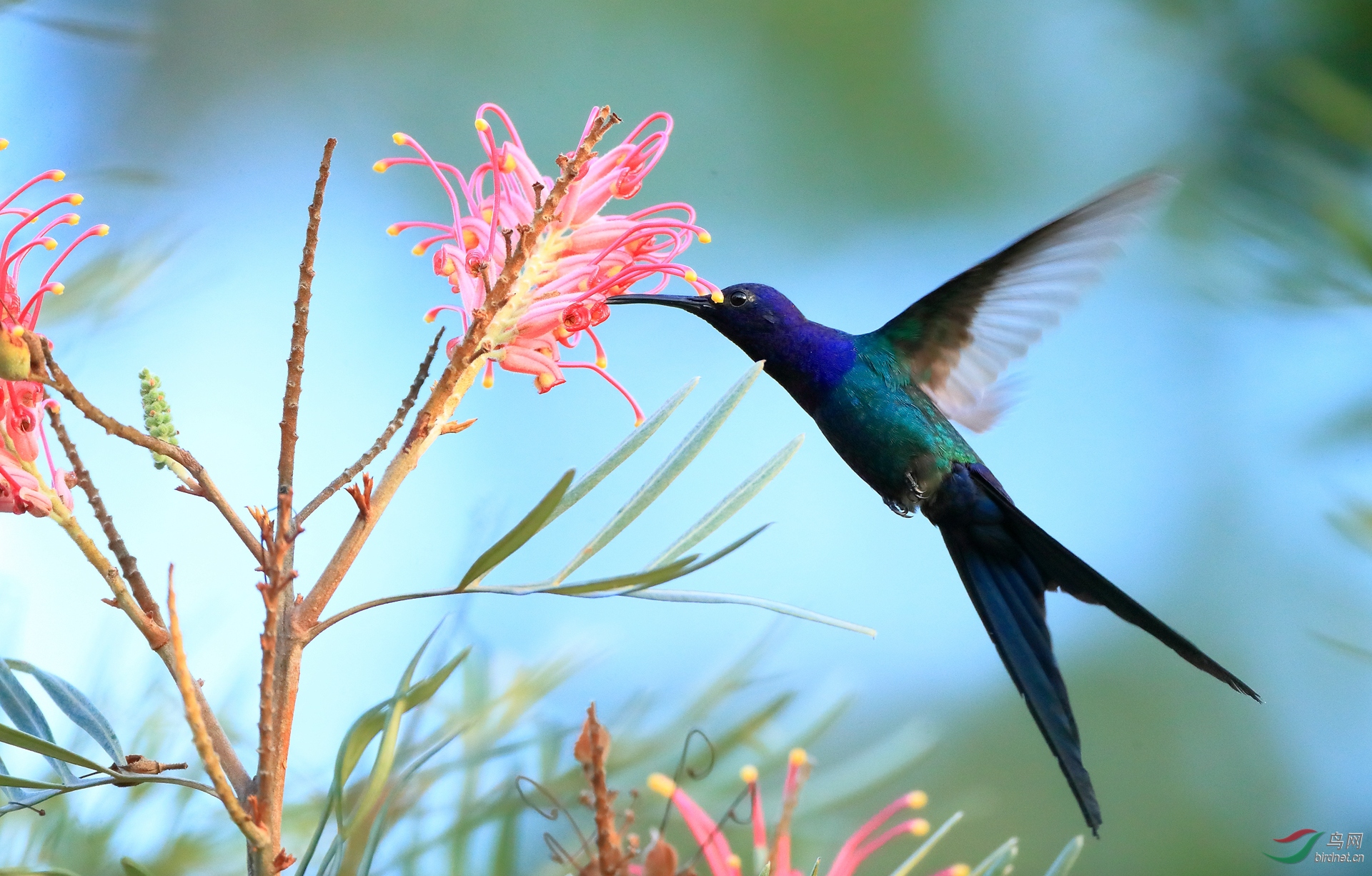 燕尾刀翅蜂鸟swallow-tailed hummingbird.jpg