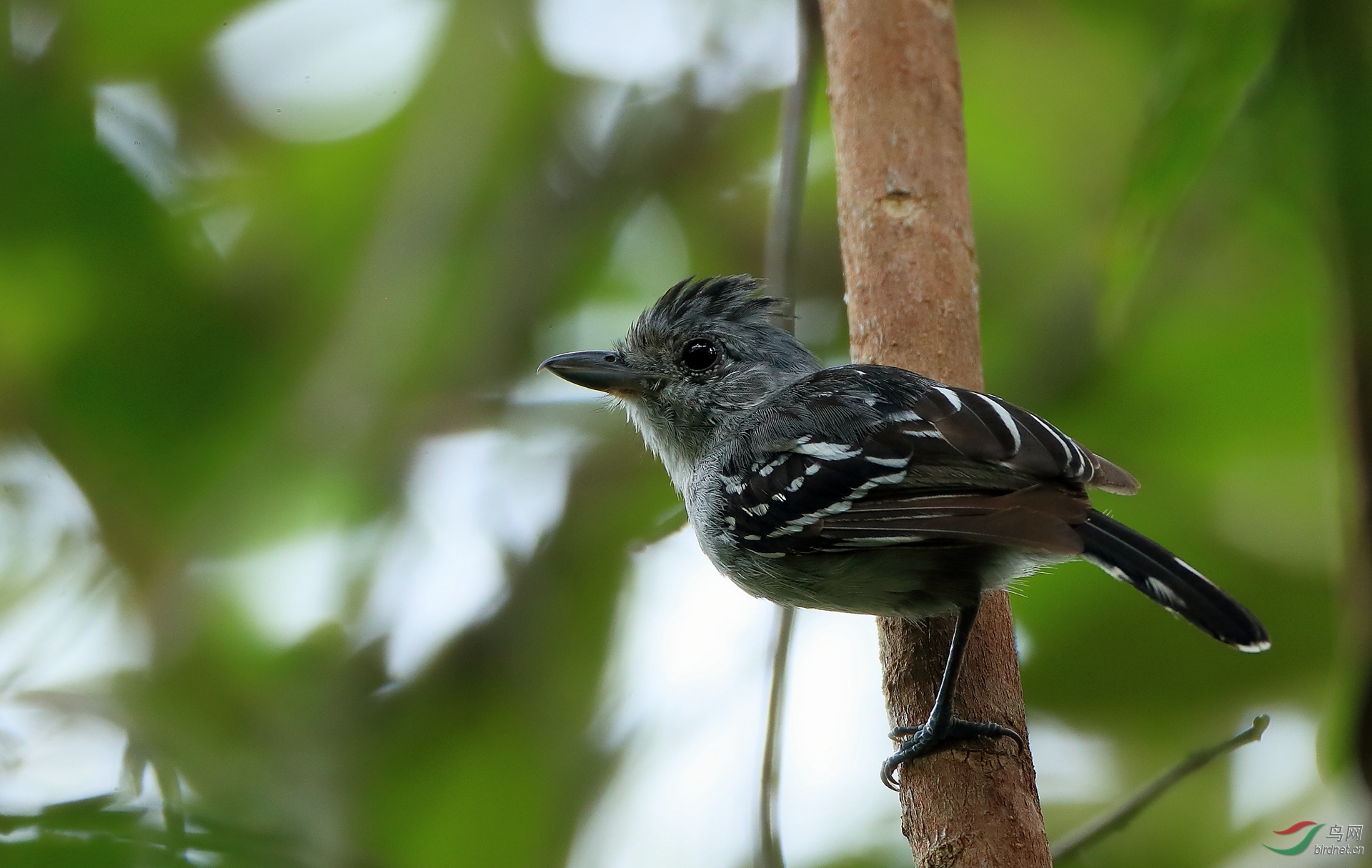 �������GSooretama Slaty-Antshrike�����У�.jpg