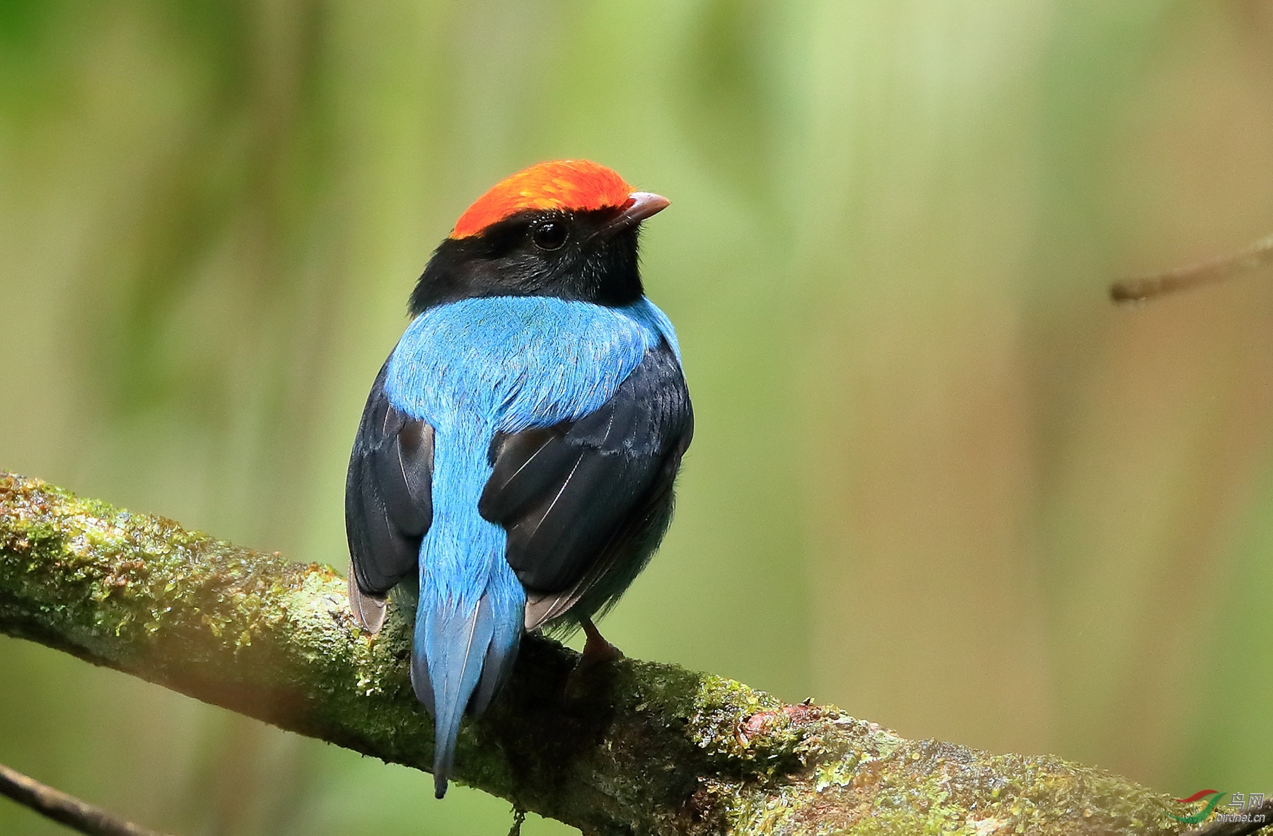 ��β���lSwallow-tailed Manakin.jpg
