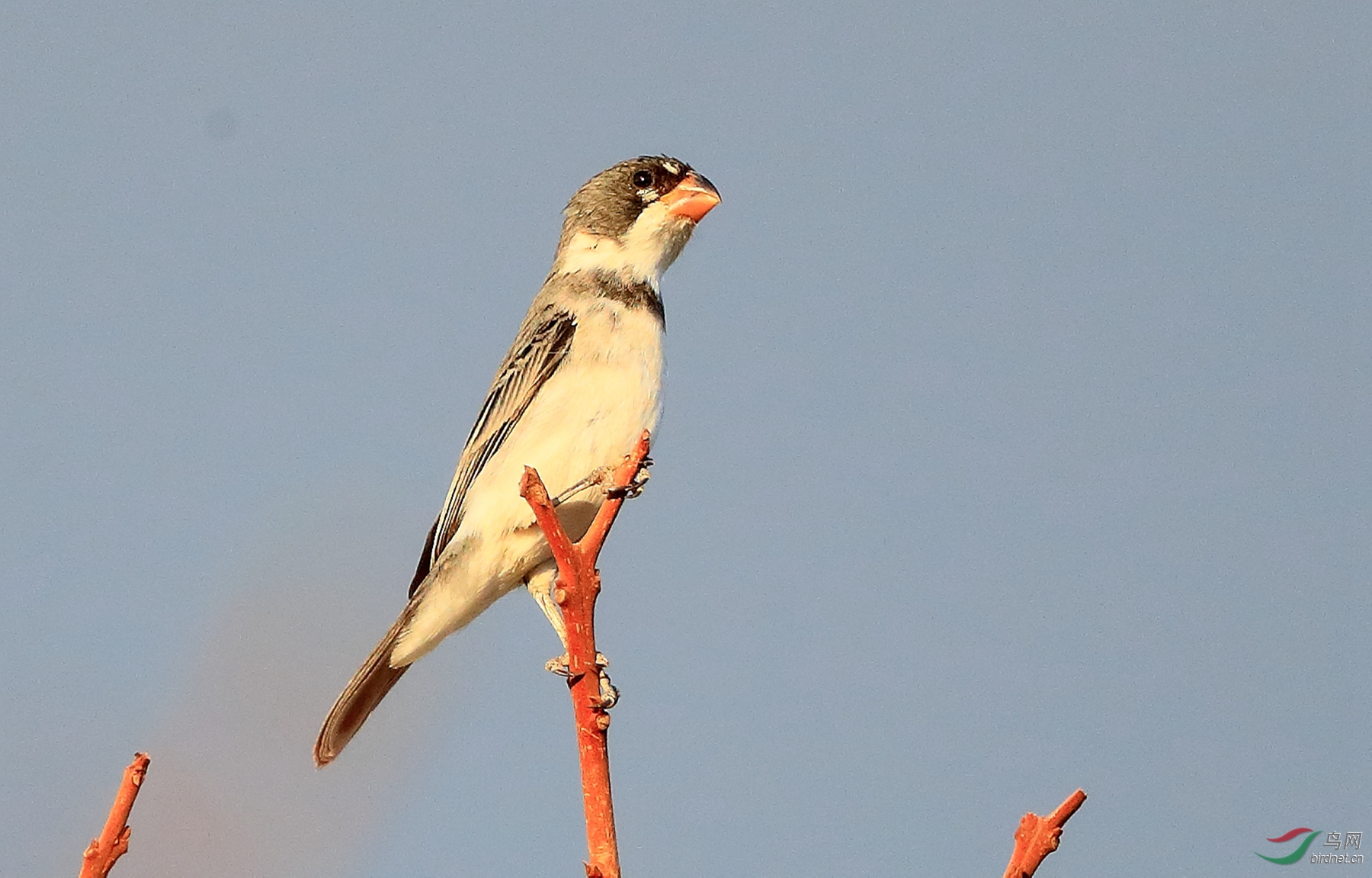 �׺�ʳ��ȸWhite-throated Seedeater�����У�.jpg