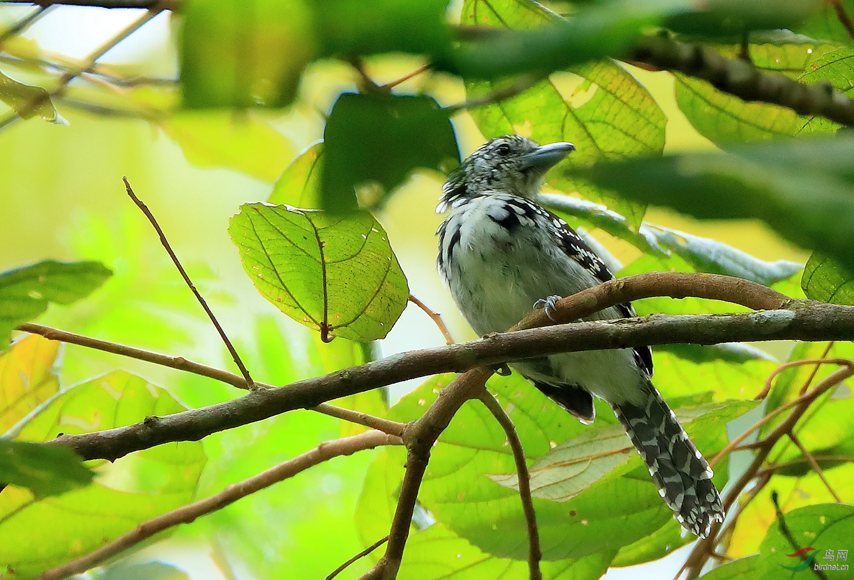 �߱����GSpot-backed Antshrike.jpg
