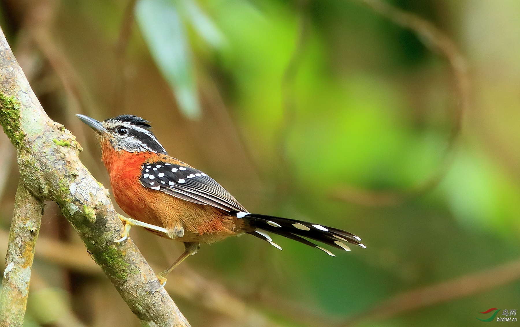 �������Ferruginous Antbird�����У�.jpg
