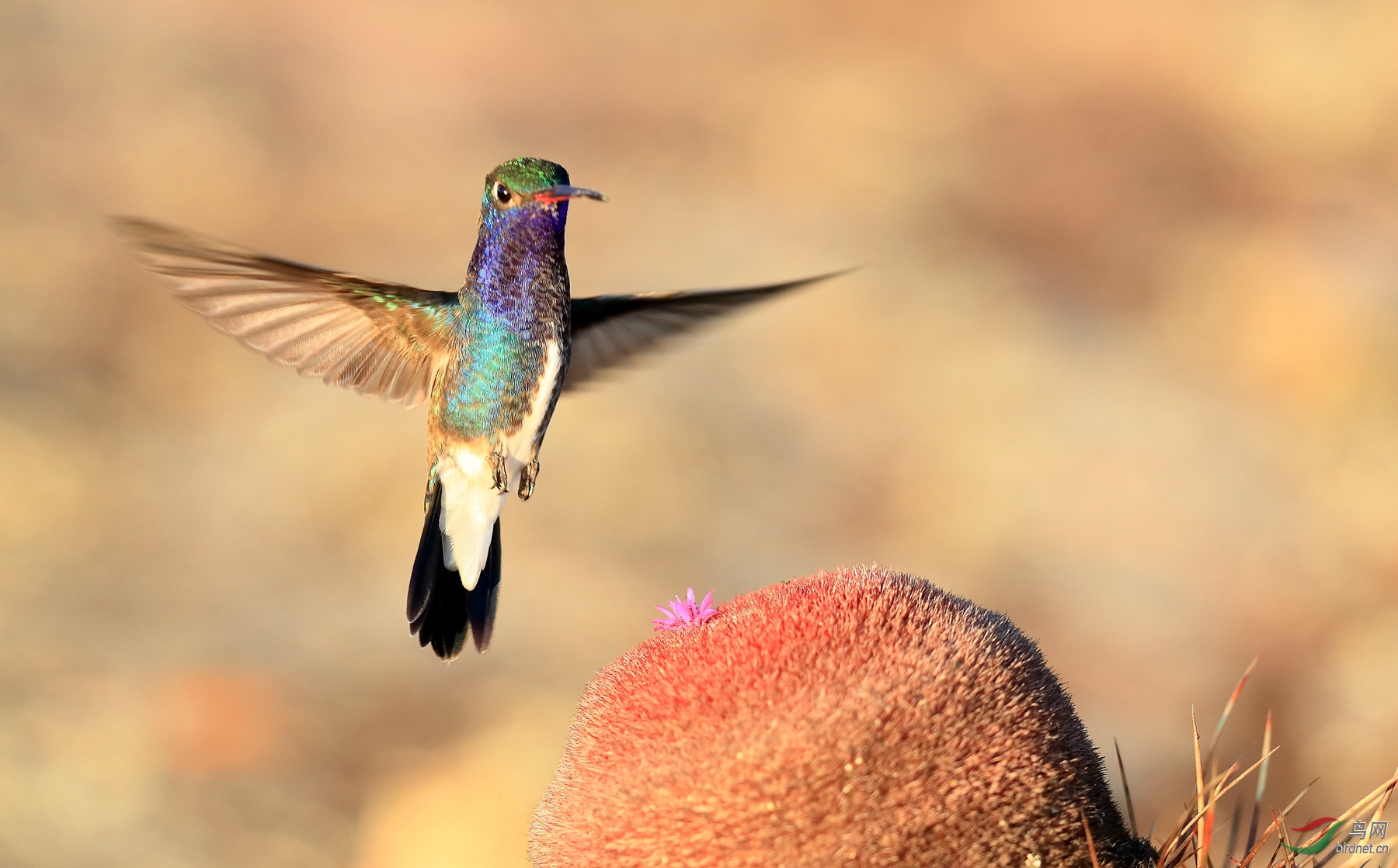 蓝喉蜂鸟sapphire-spangled emerald.jpg