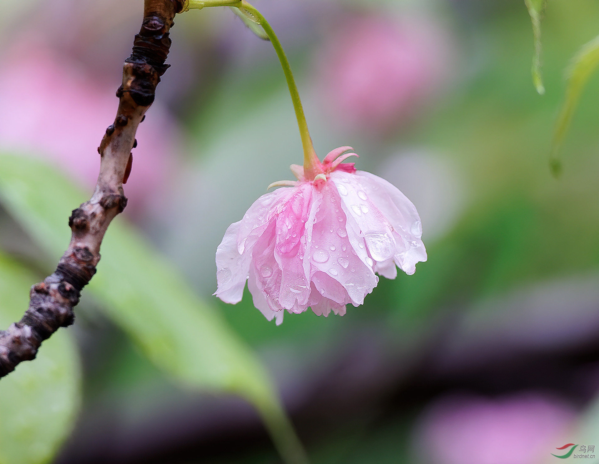 雨后残樱