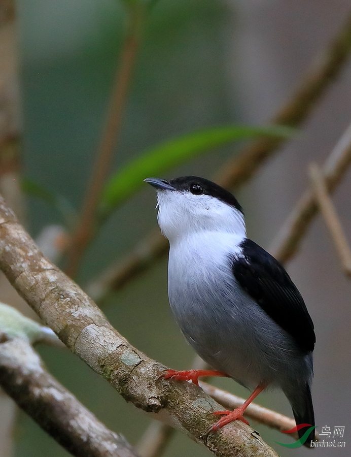 白须娇鹟white-bearded manakin_副本.jpg