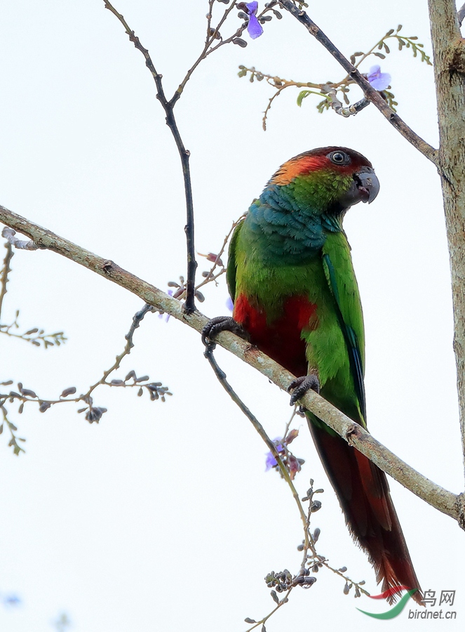 �����и�Ochre-marked Parakeet������ ��Σ��_����.jpg