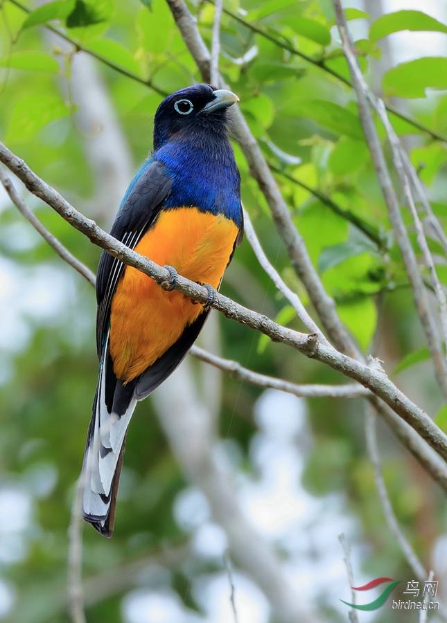 白尾美洲咬鹃green-backed trogon_副本.jpg