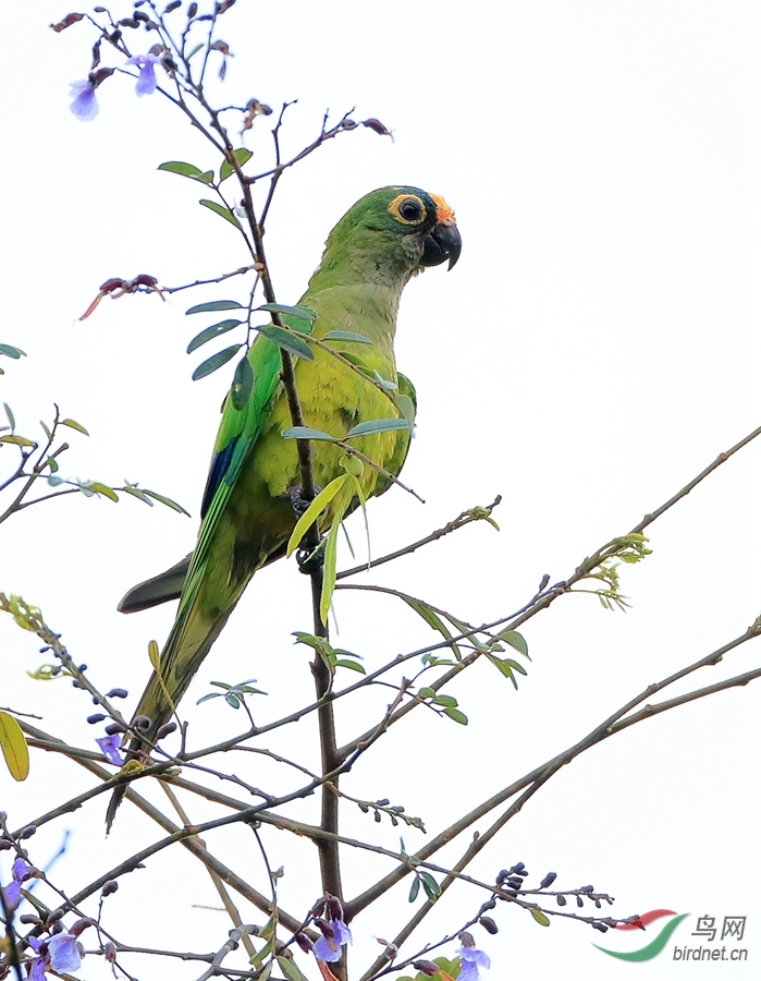 �׶��и�Peach-fronted Parakeet_����.jpg