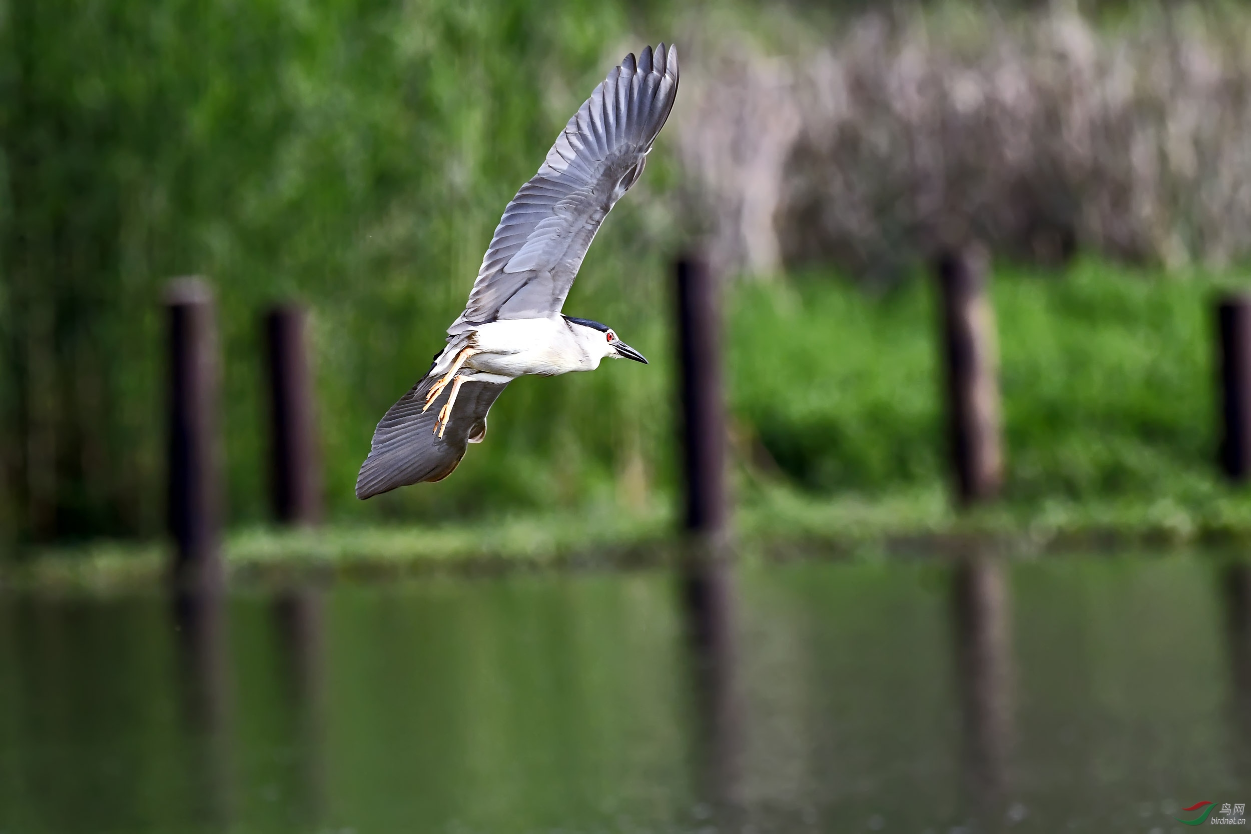 DSC_6810.jpg