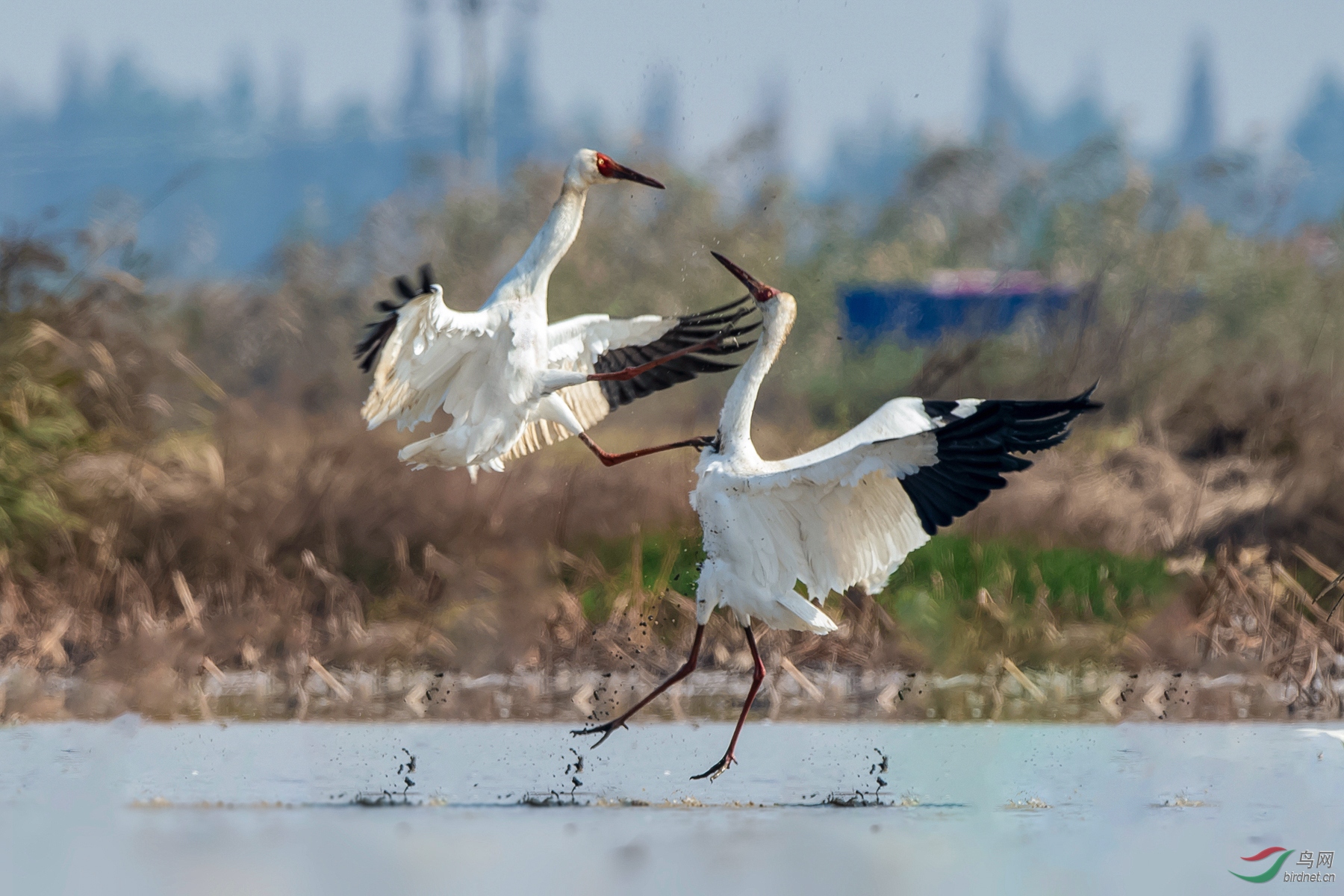 DSC_3430-1.jpg