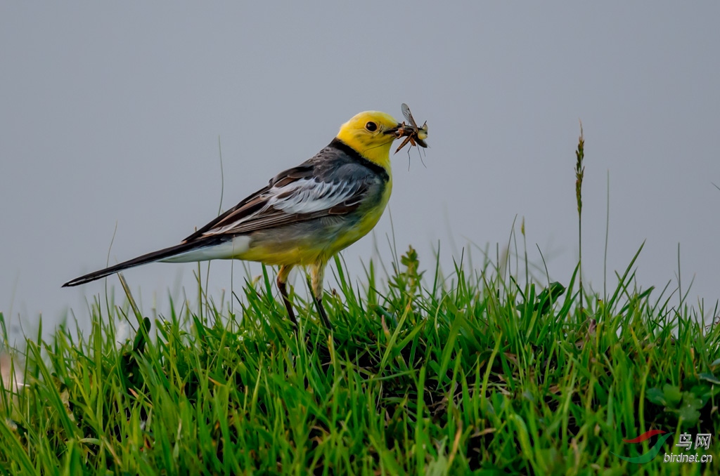 DSC_6599-0.jpg