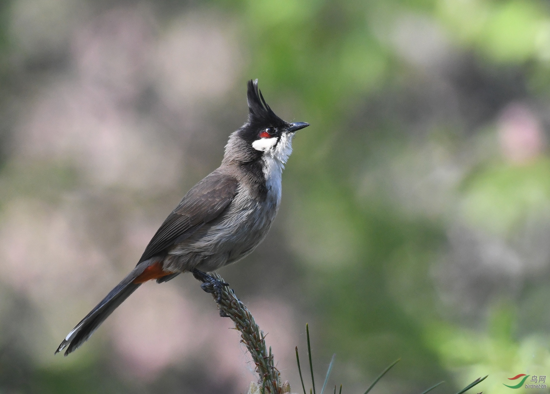 ������Ӱ 2165����.jpg