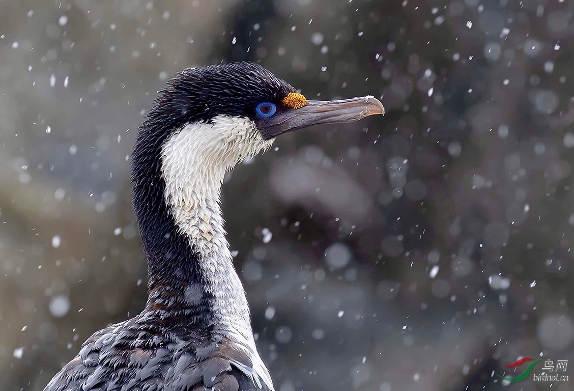 ��ѩ�е��������