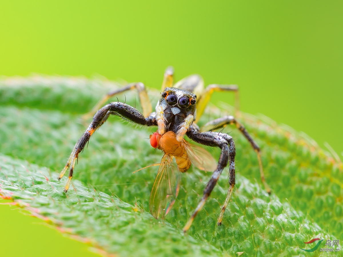 金蝉蛛贺获首页精华