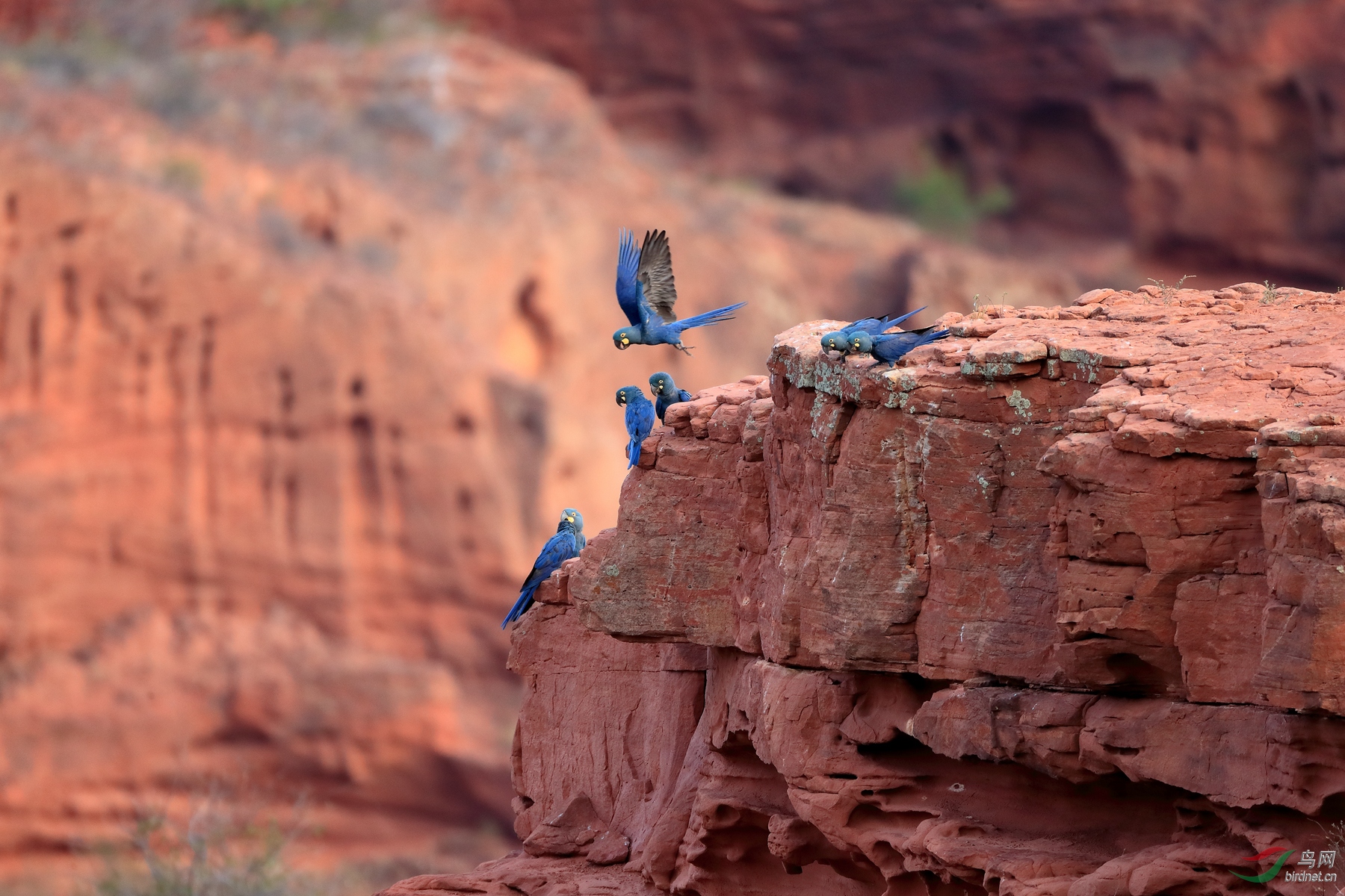 �����������Indigo Macaw������ ��Σ��8.jpg