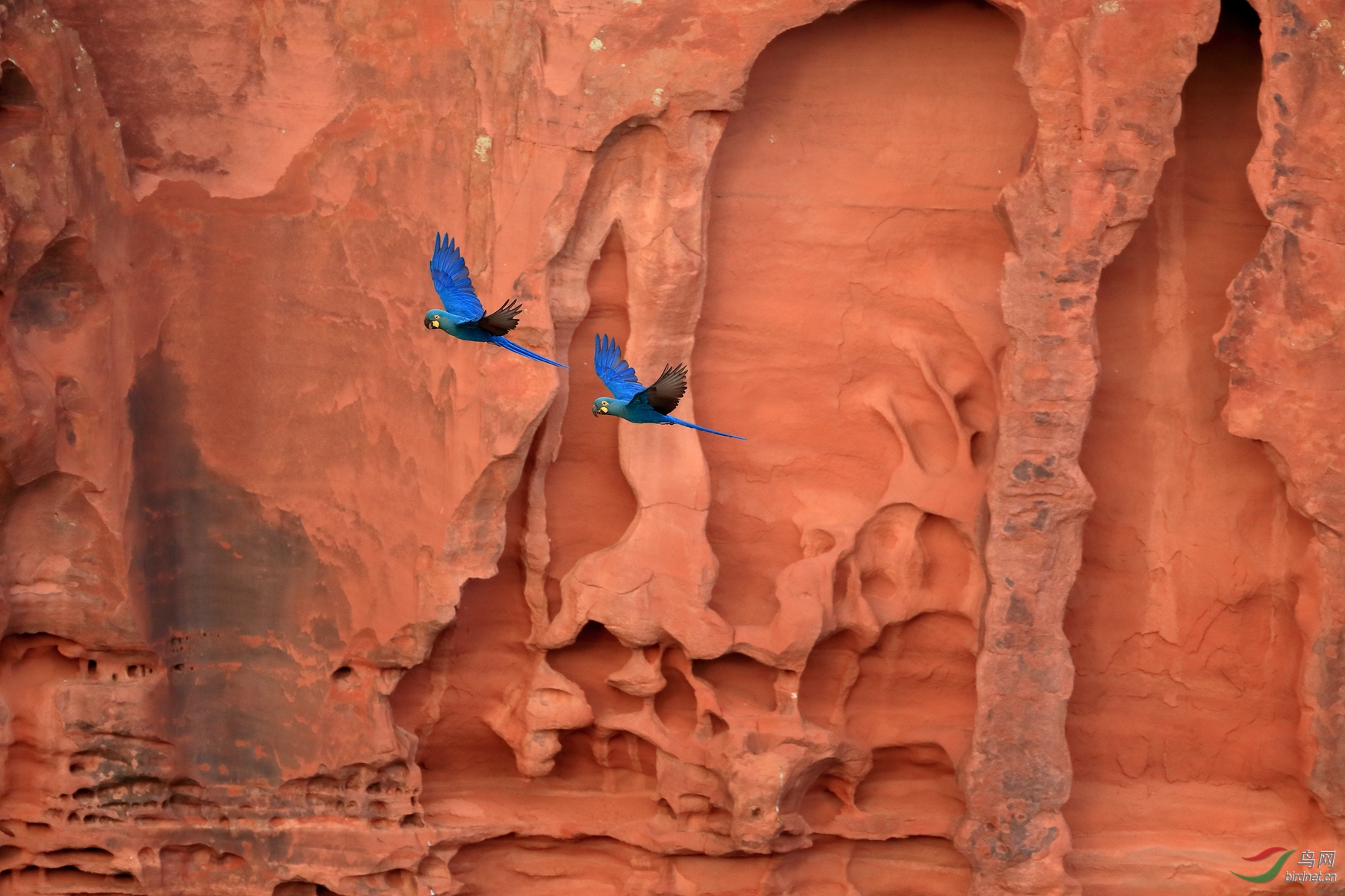 �����������Indigo Macaw������ ��Σ��7.jpg