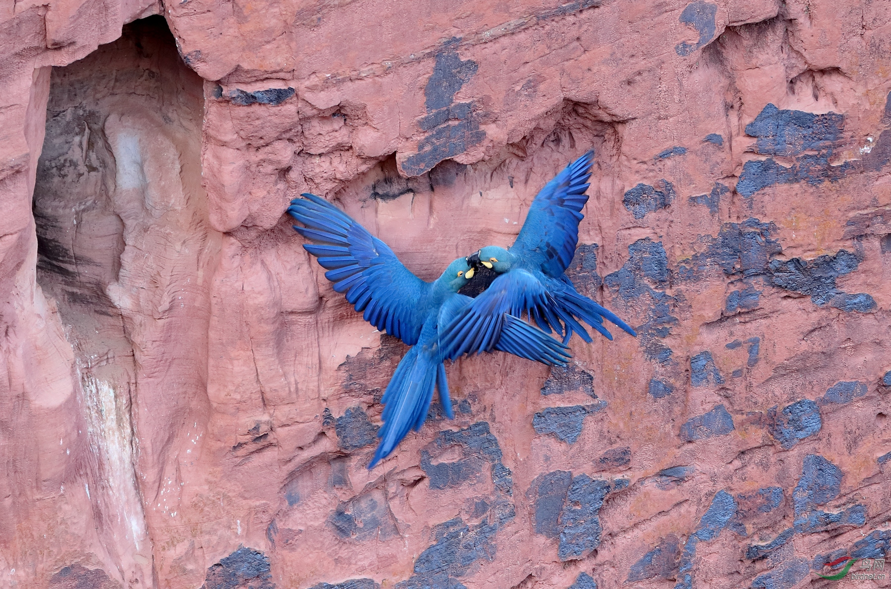 �����������Indigo Macaw������ ��Σ��1.jpg