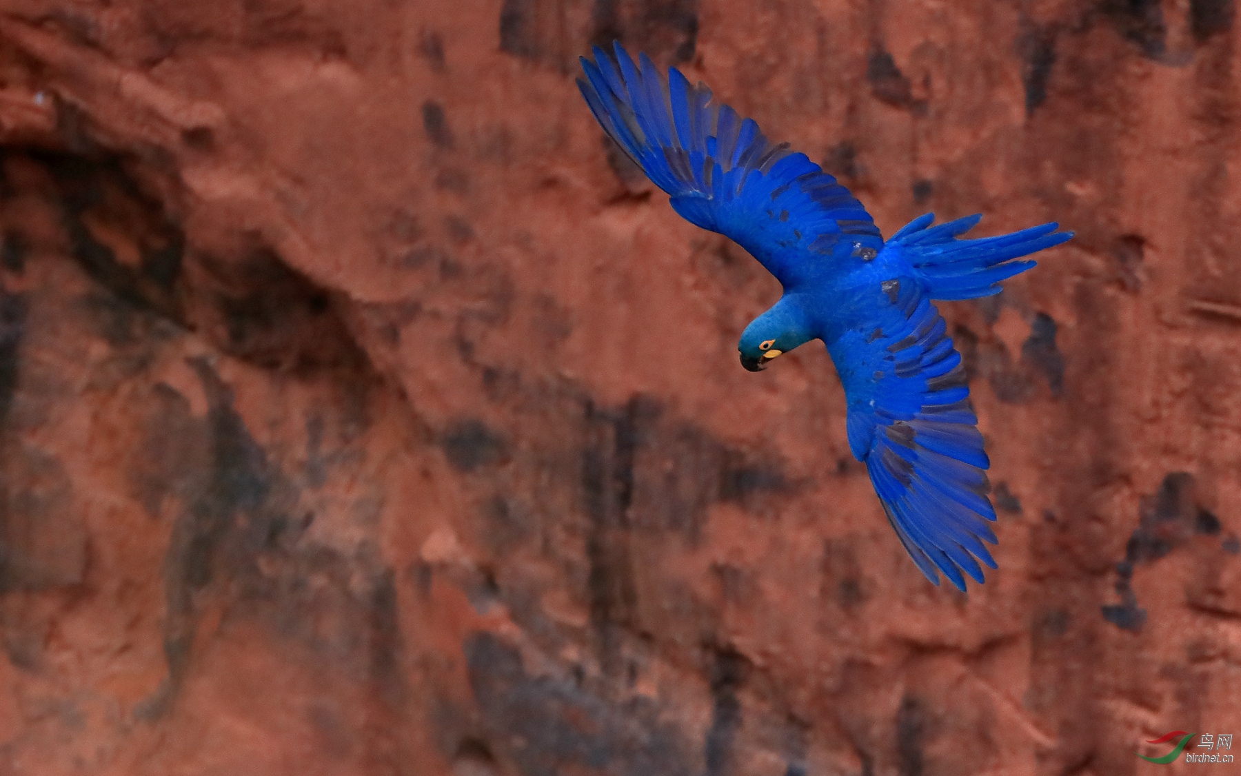 �����������Indigo Macaw������ ��Σ��5_����.jpg