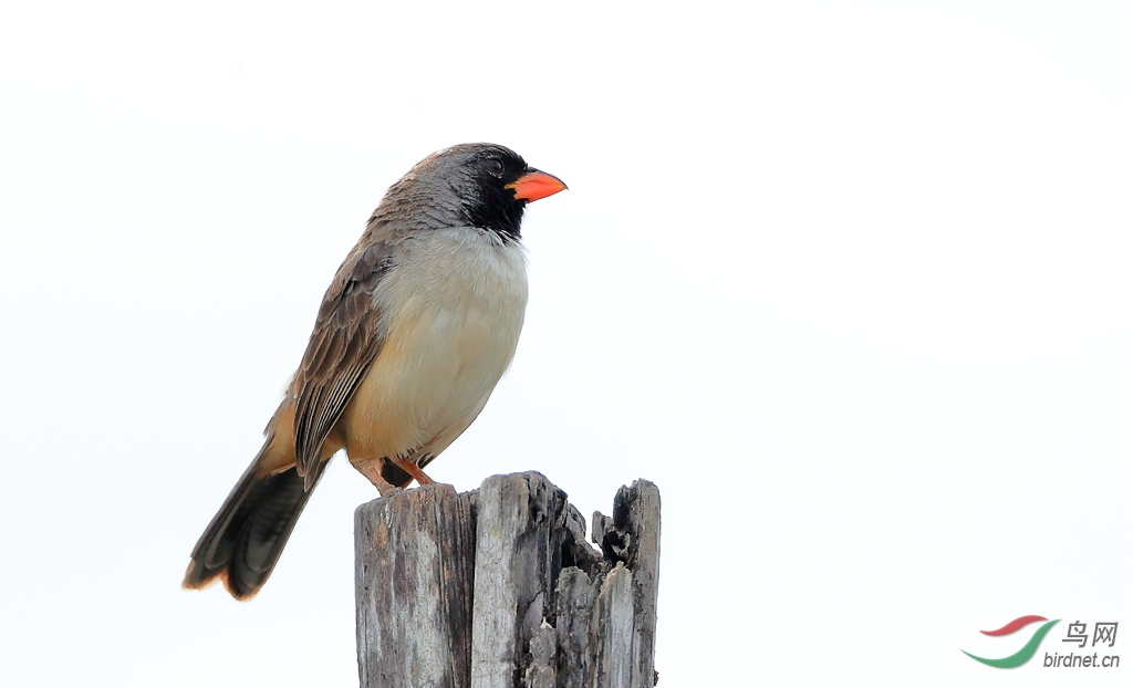 �ں���ȸBlack-throated Saltator.jpg