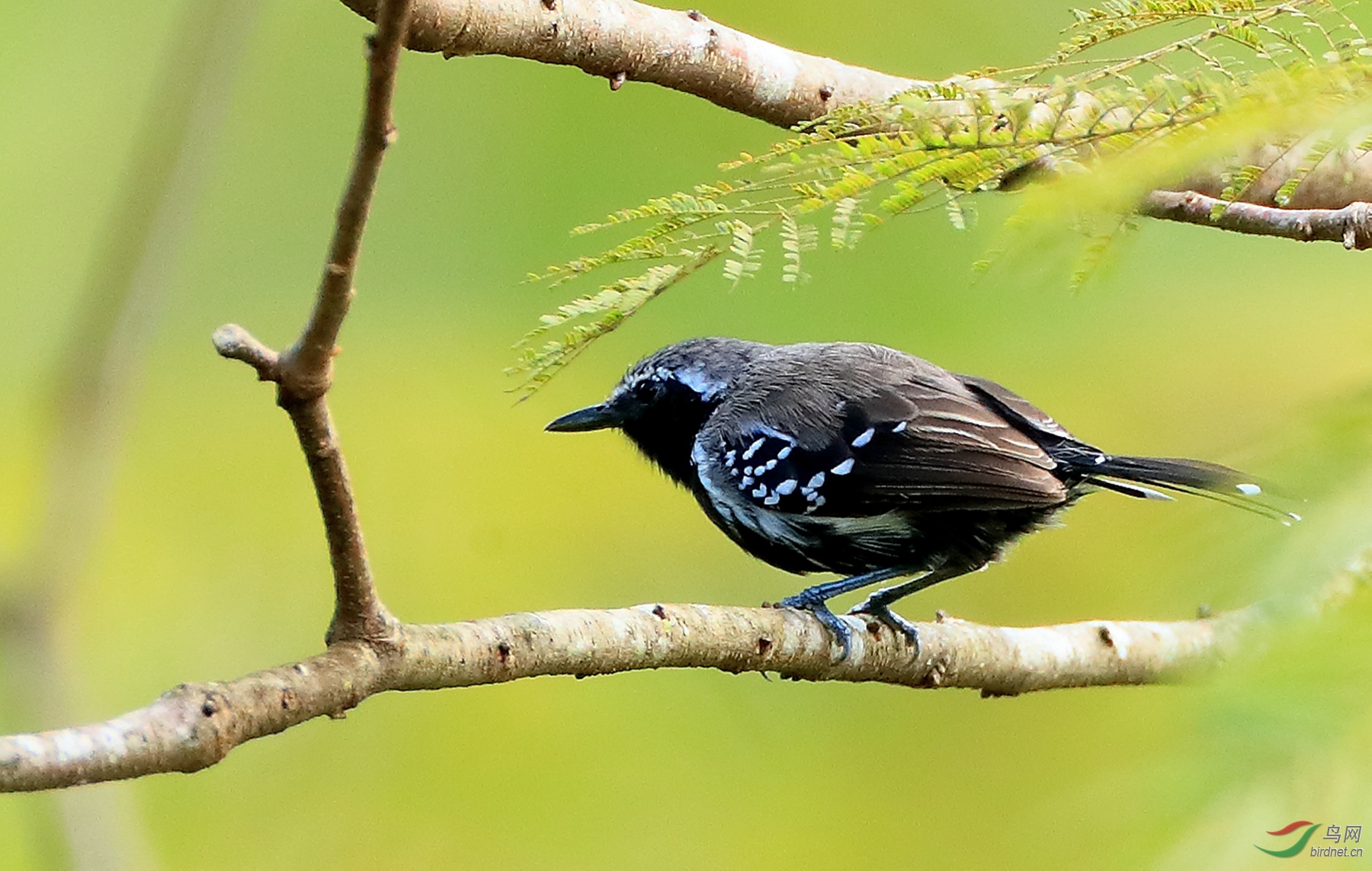 ����Ե����White-fringed Antwren.jpg
