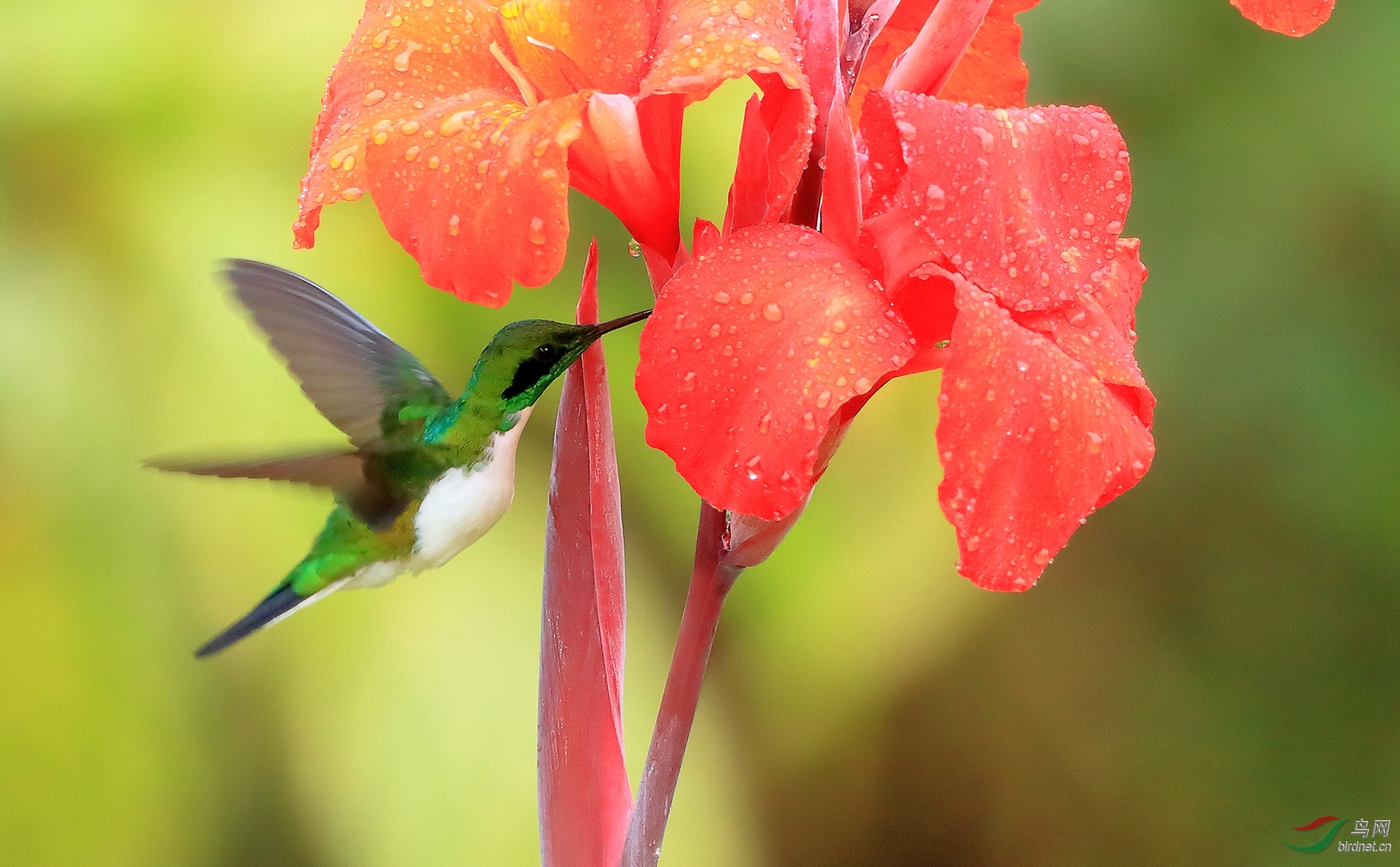 �ڶ��ɷ���Black-eared Fairy.jpg