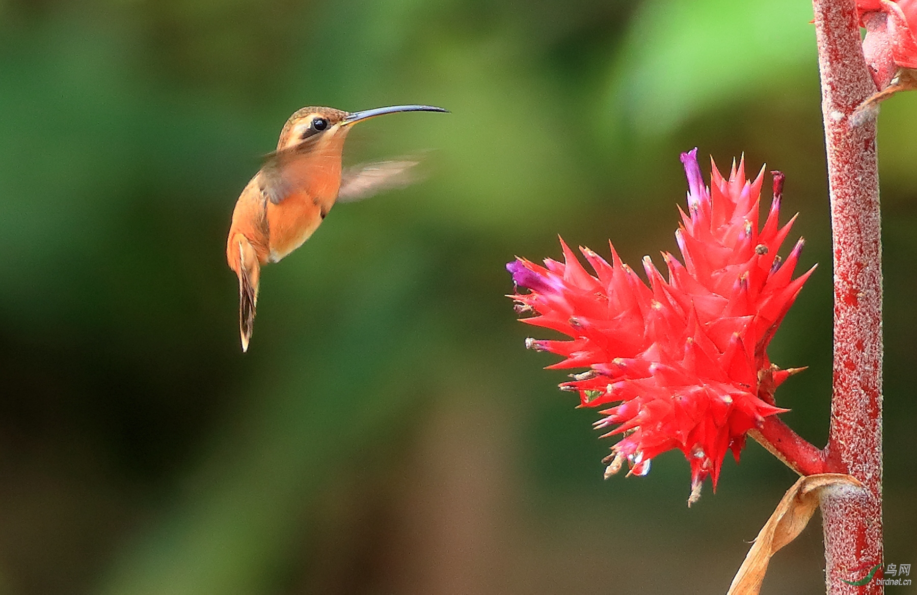 ��������Reddish Hermit.jpg