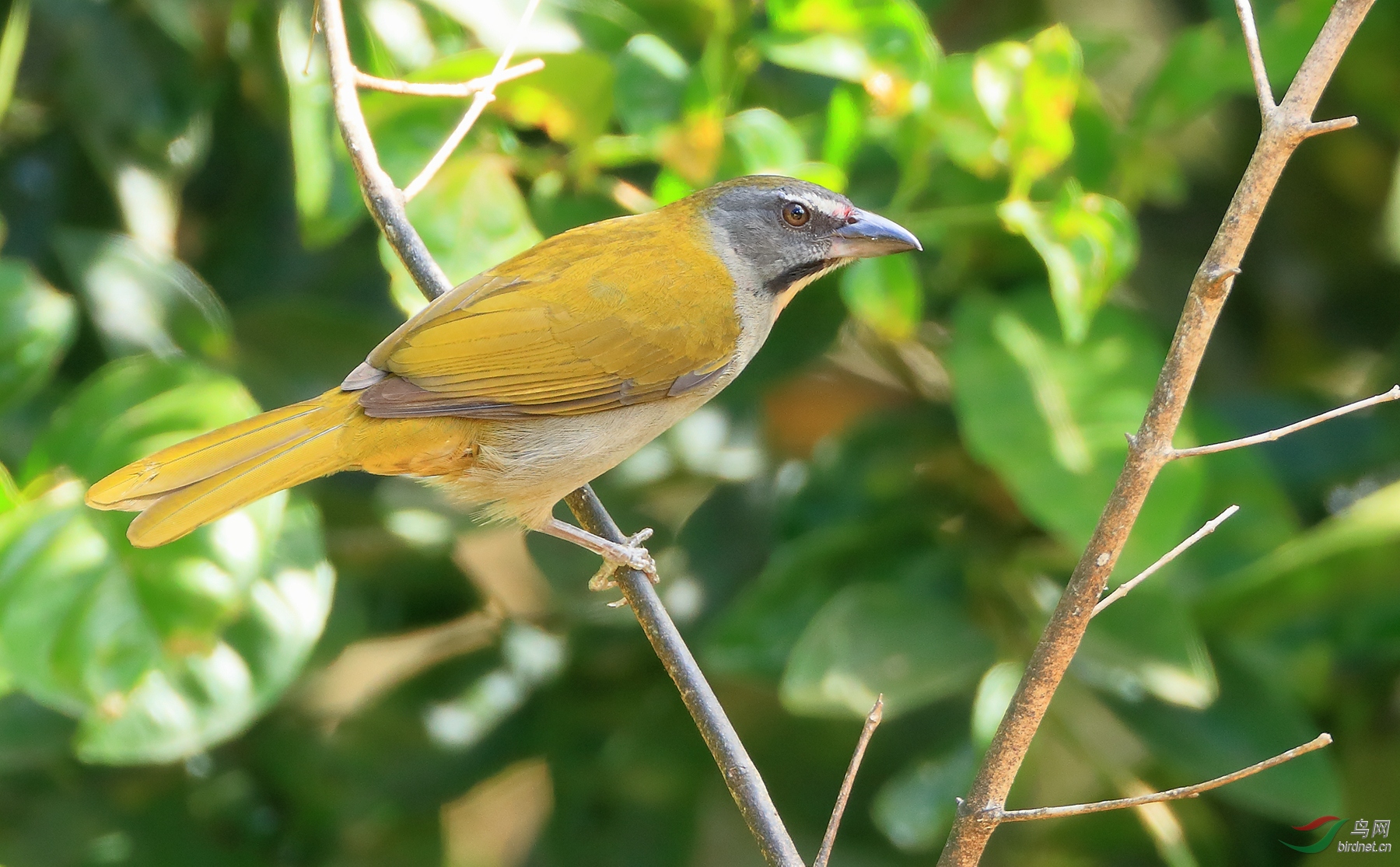 �ƺ���ȸBuff-throated Saltator.jpg