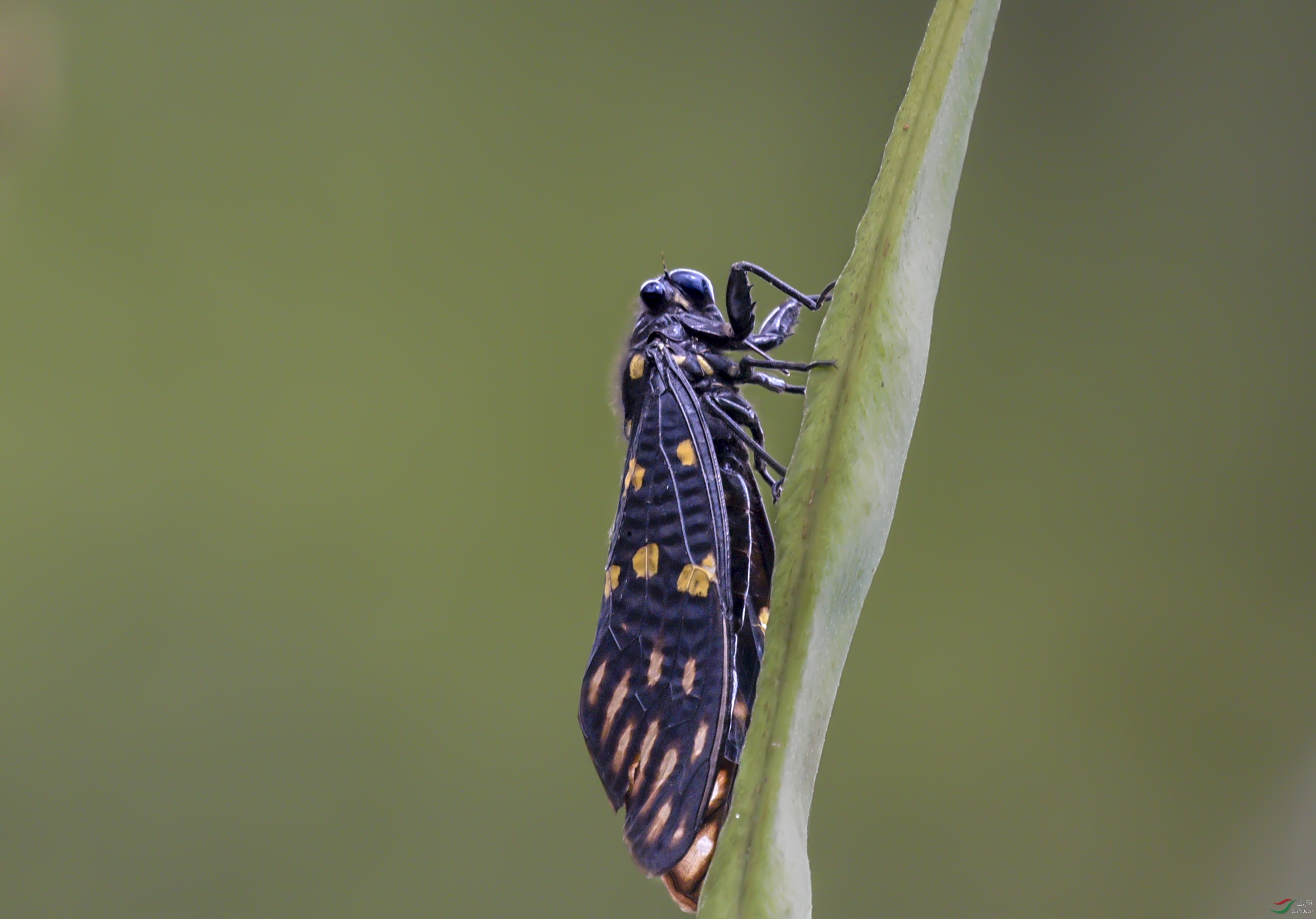 DSC_4979.jpg