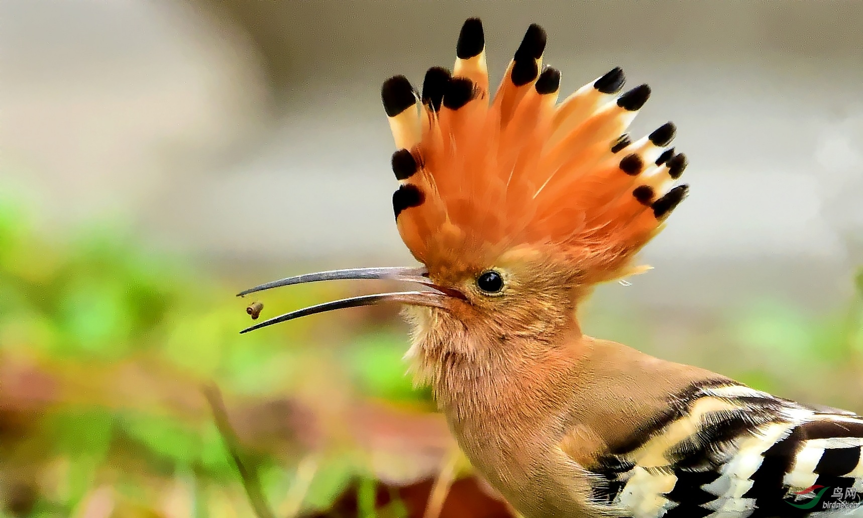 DSC_2188_conew2.jpg