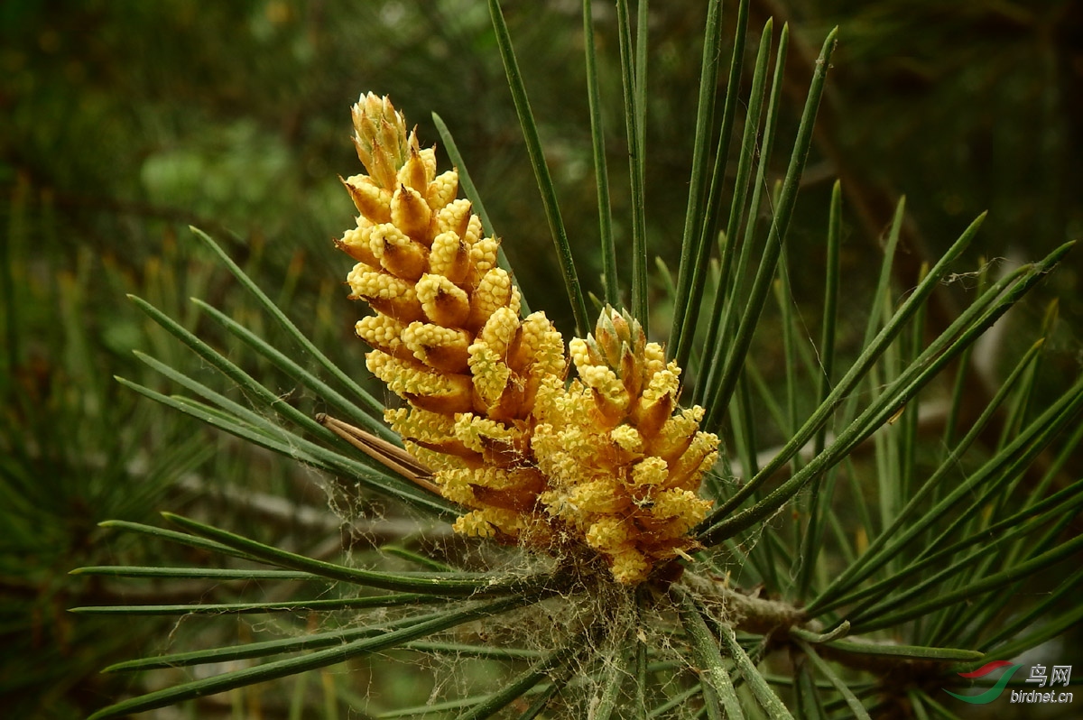 P4212779.jpg