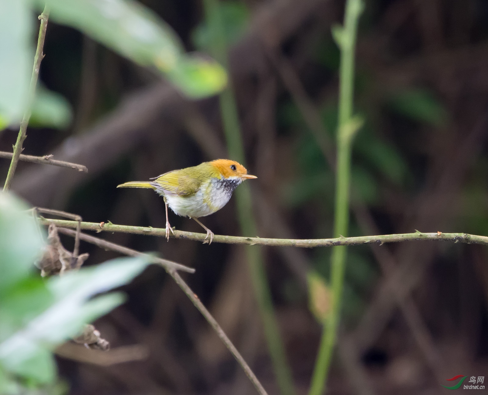DSC_2046.jpg