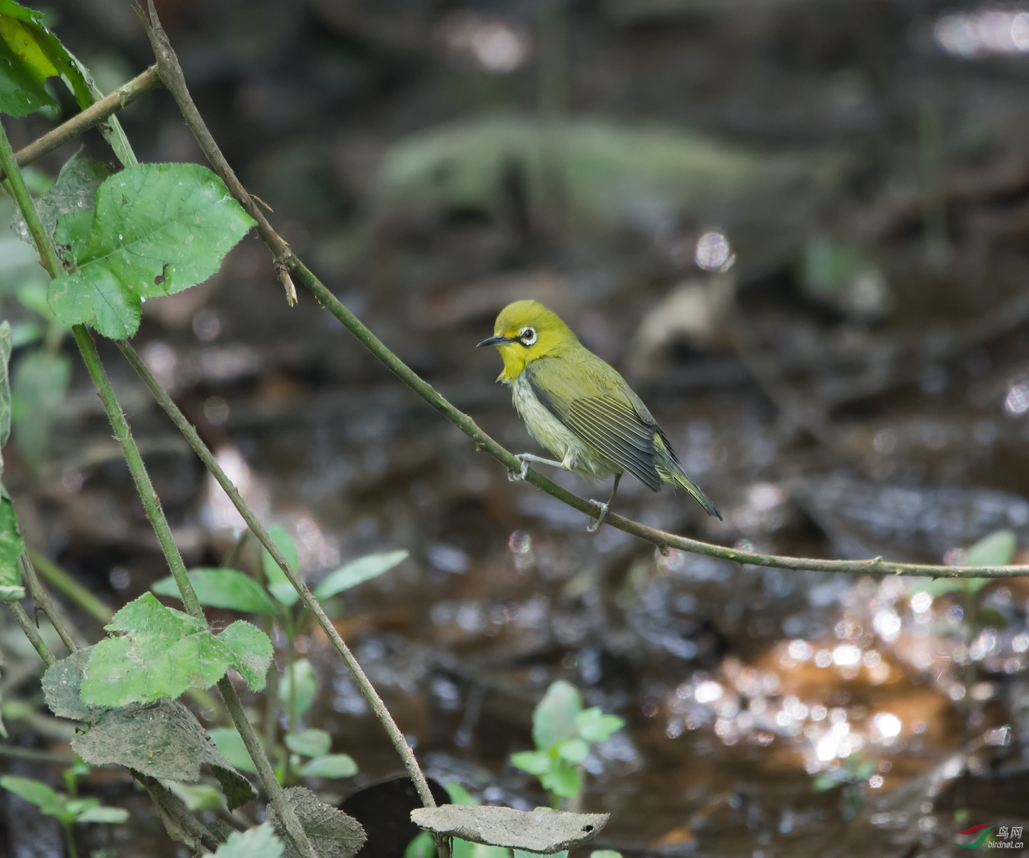 DSC_1903.jpg