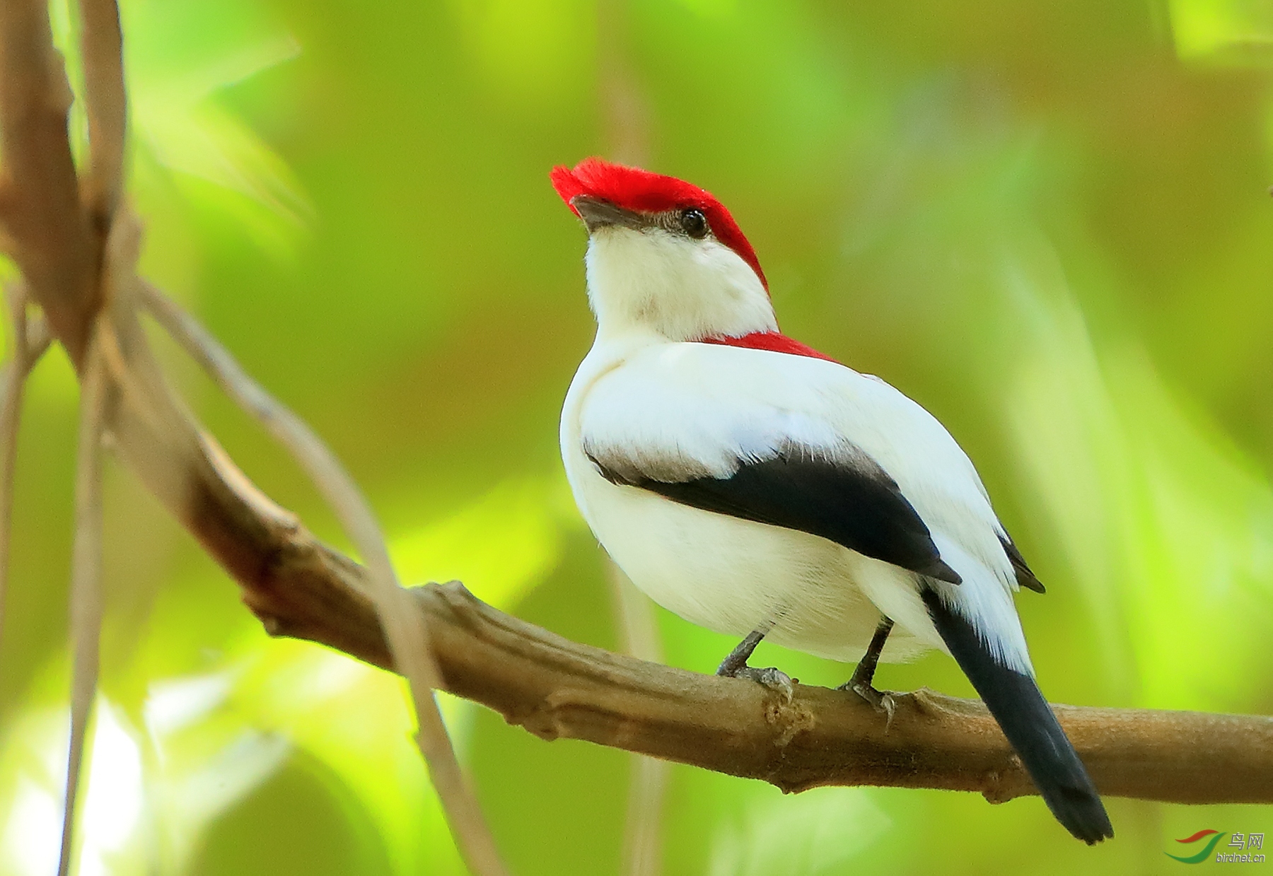 ������Ƥ���lAraripe Manakin������ ��Σ��.jpg