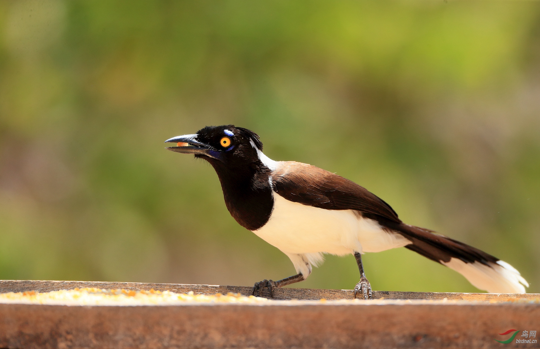 ������ѻWhite-naped Jay�����У�.jpg