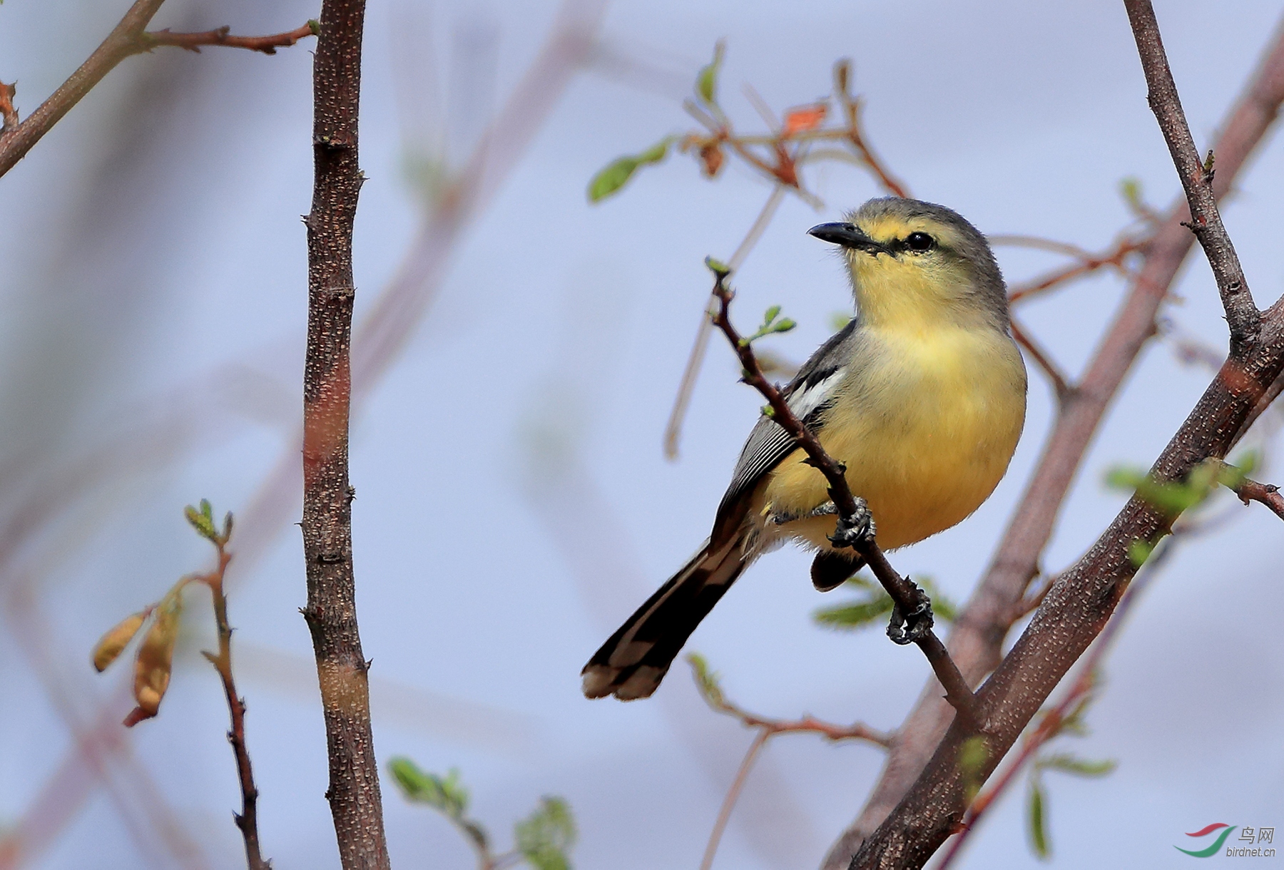 ����lGreater Wagtail-Tyrant.jpg