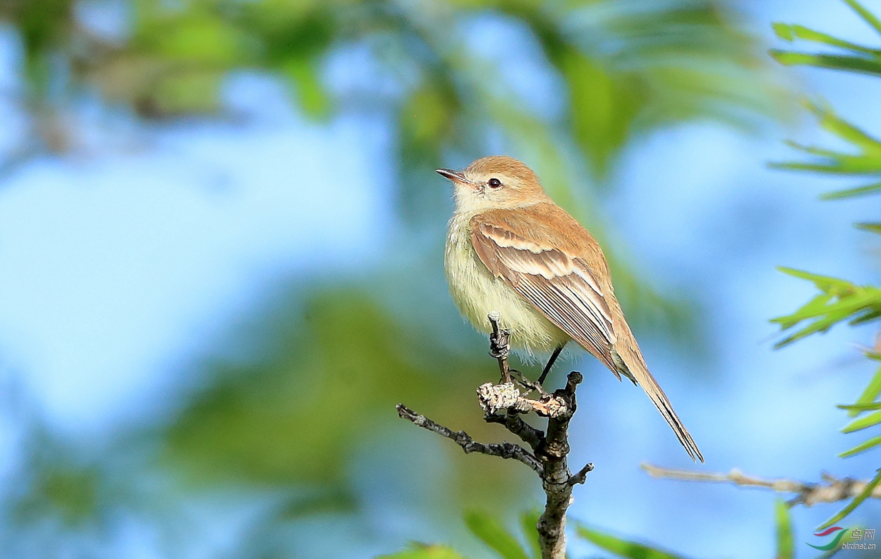 ��ɫС���lMouse-colored Tyrannulet.jpg