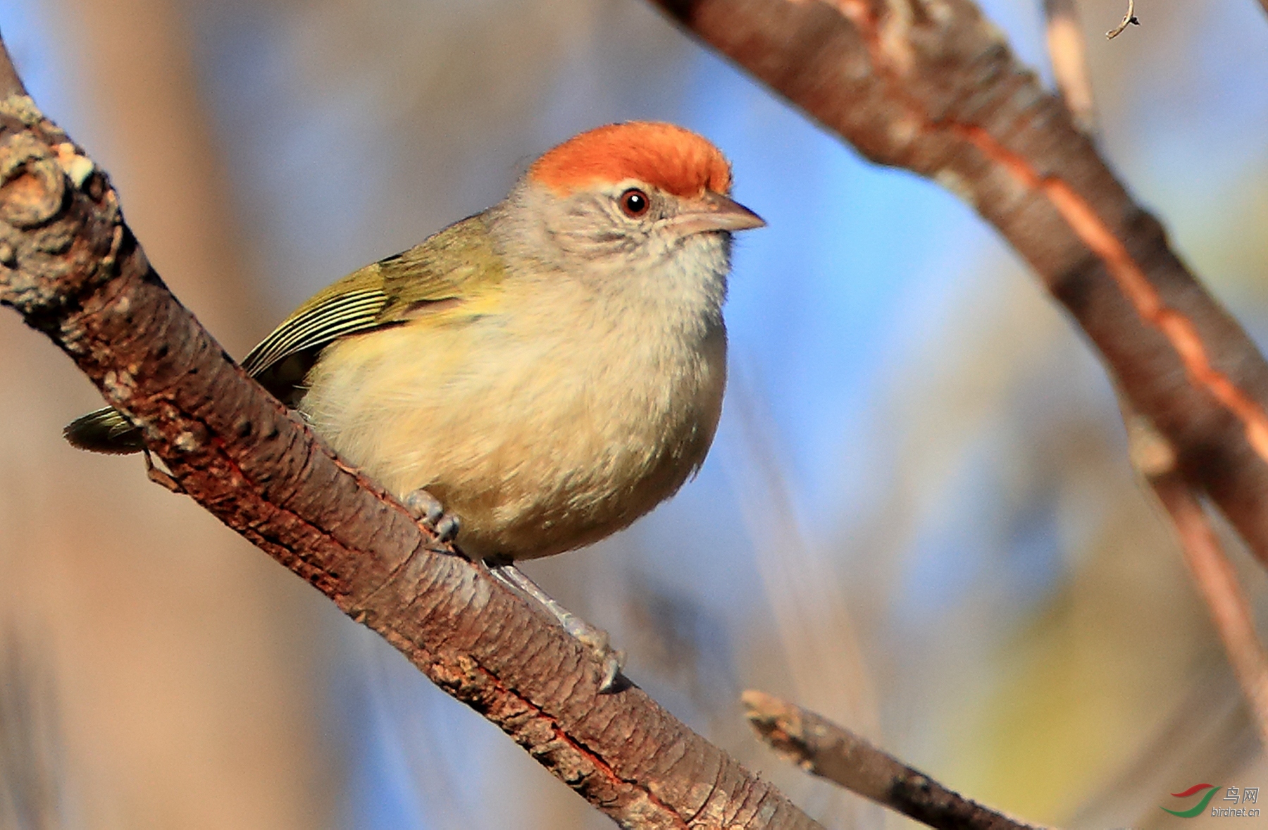 ������ݺȸGray-eyed Greenlet�����У�.jpg