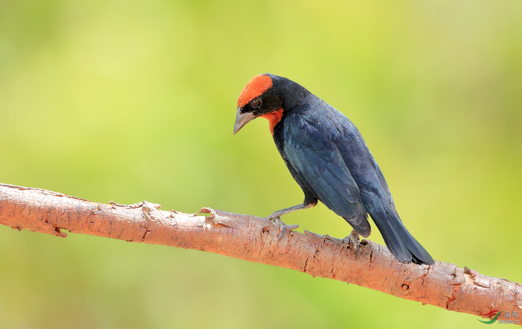 �������Chestnut-capped Blackbird.jpg