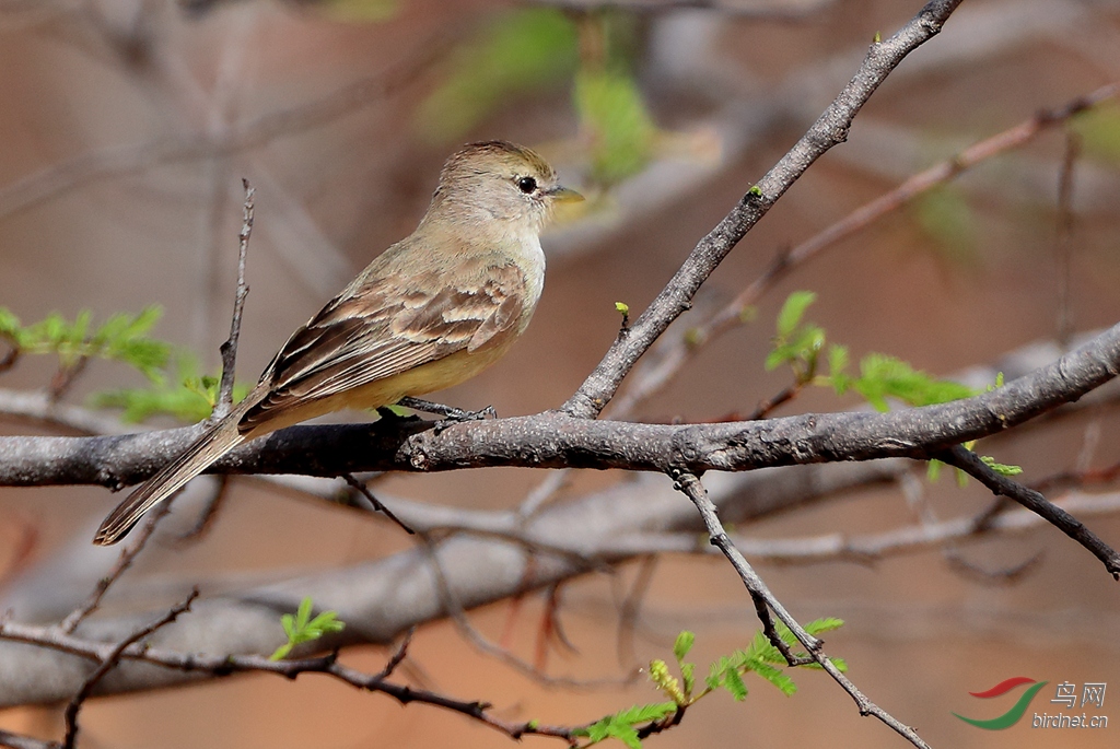 �Ϲ�԰��lSouthern Scrub-Flycatcher.jpg