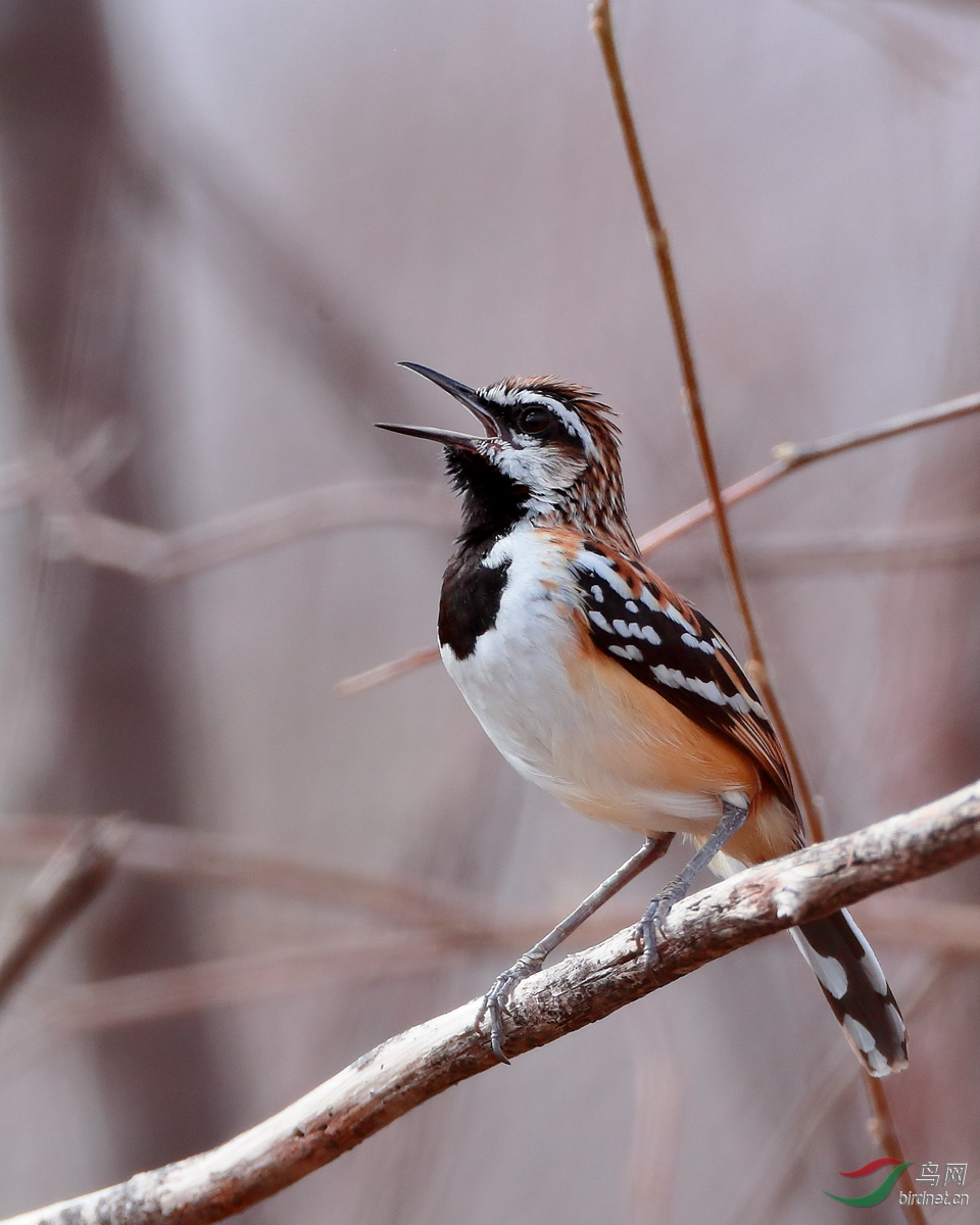�Ʊ�����Stripe-backed Antbird.jpg