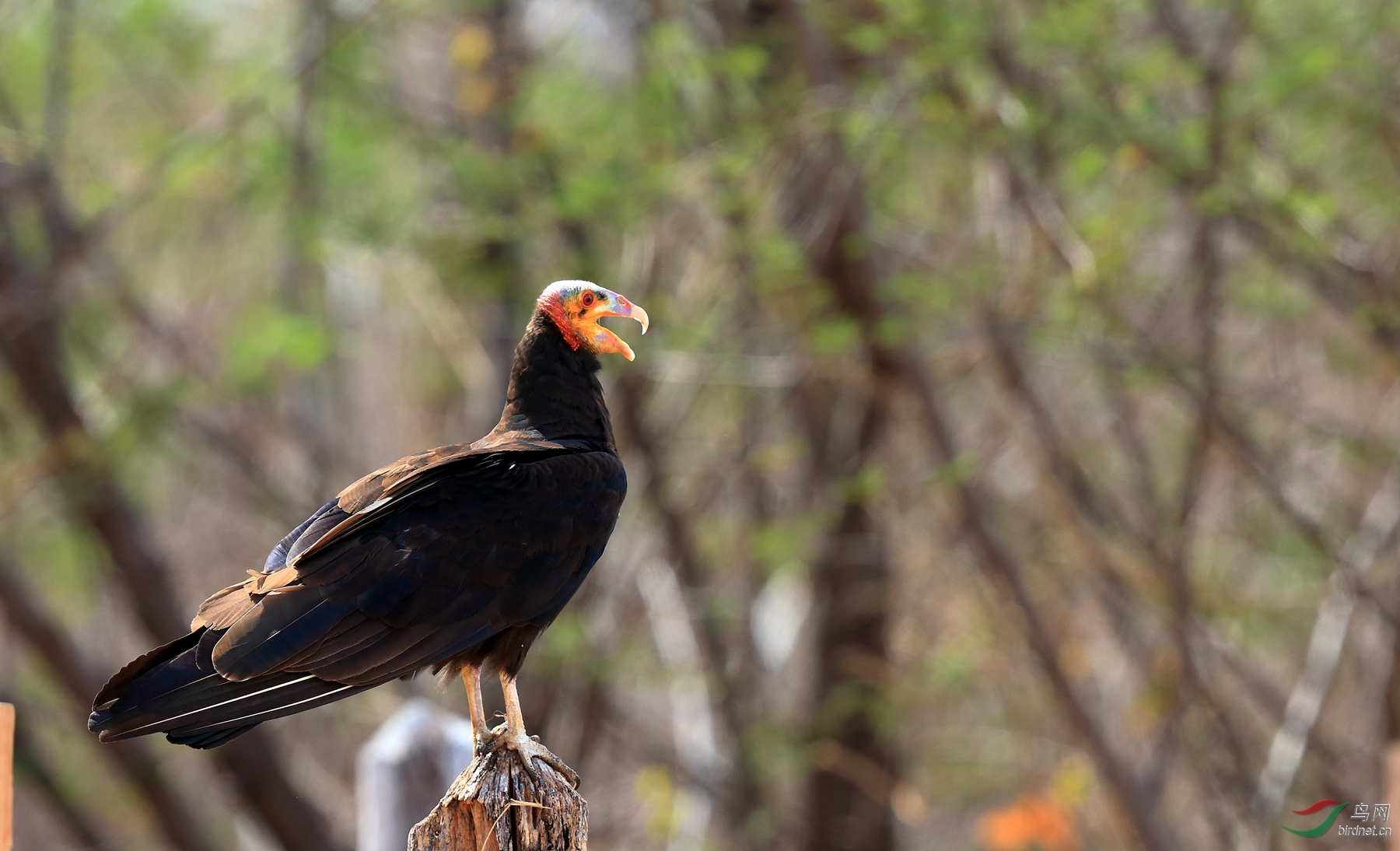 С��ͷ������Lesser Yellow-headed Vulture.jpg