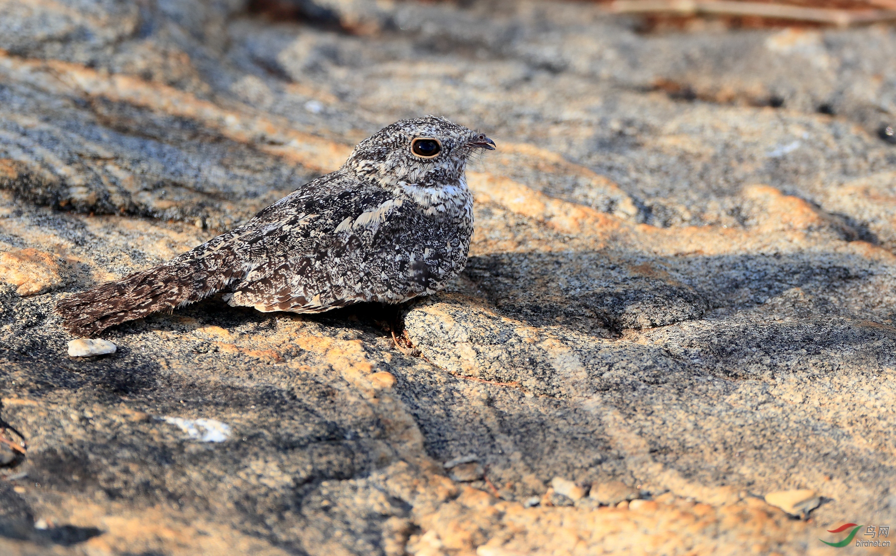 ٪ҹӥPygmy Nightjar�����У�.jpg