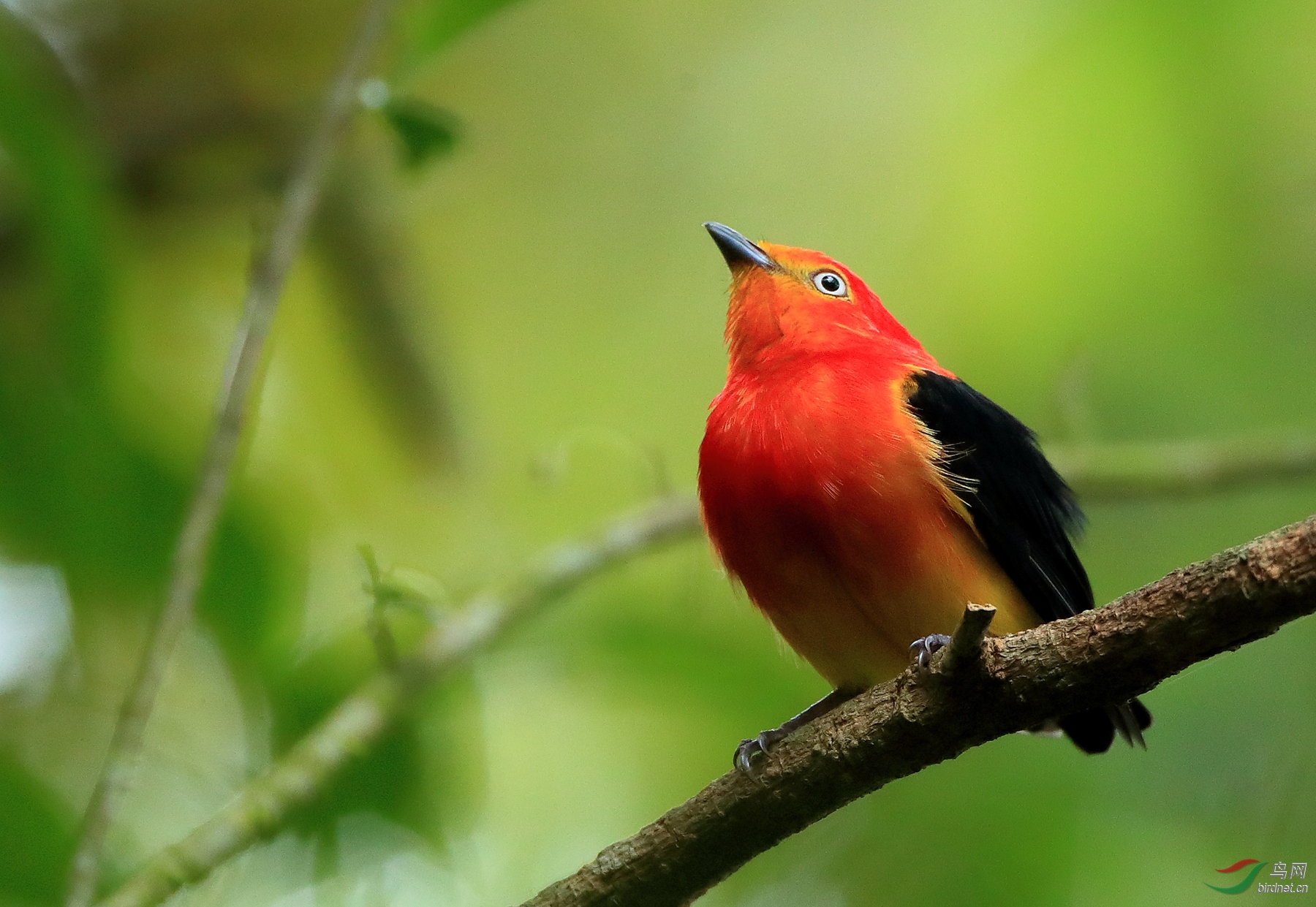 ��β���lBand-tailed Manakin.jpg