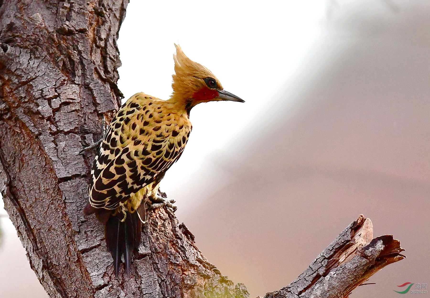 ������ľ��Ochre-backed Woodpecker������).jpg