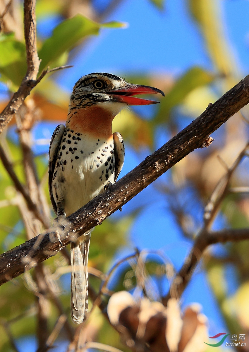 �߱���ͷ��Spot-backed Puffbird.jpg